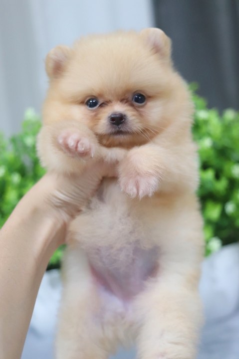 ปอมเมอเรเนียน เพศเมีย