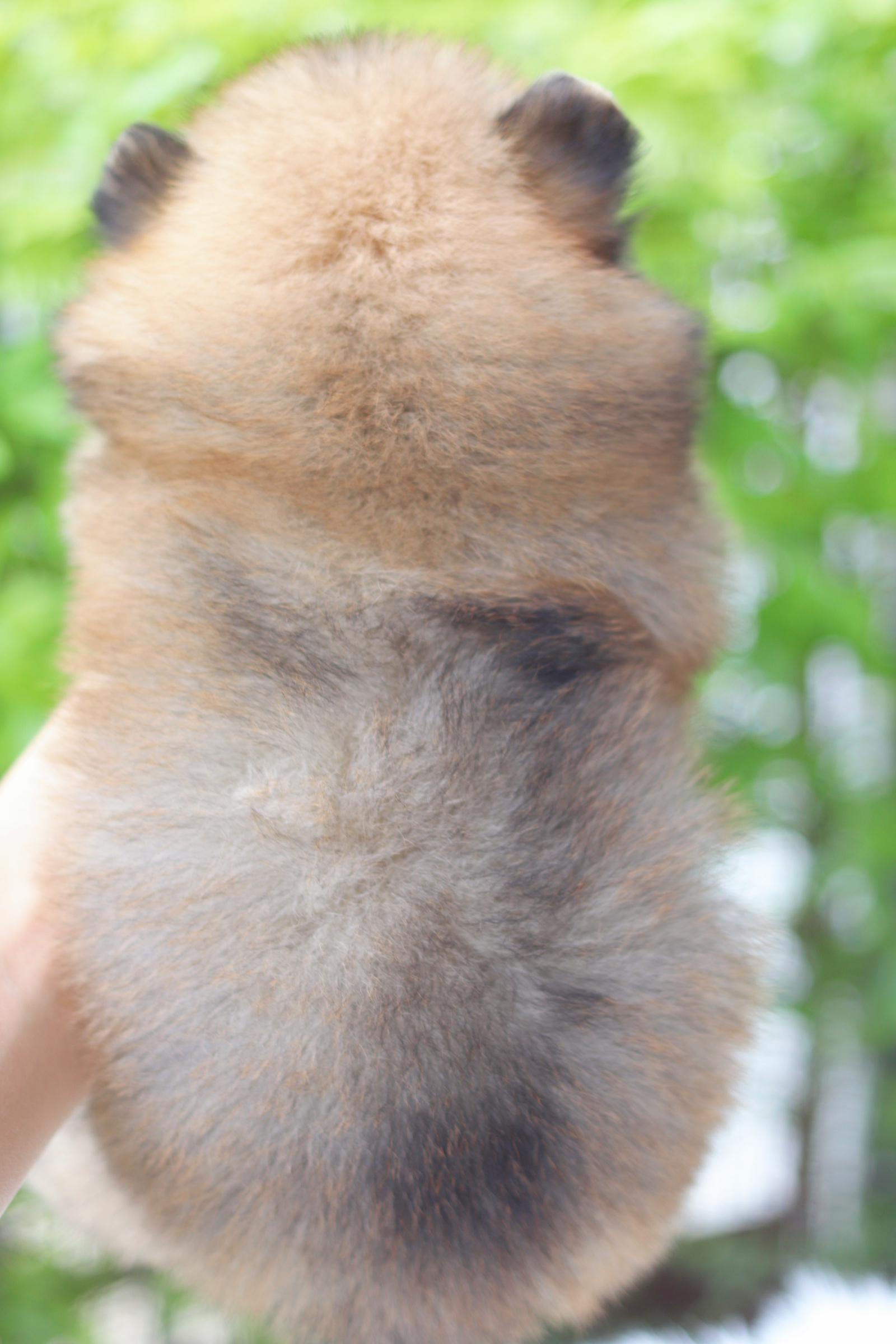 ปอมเมอเรเนียน เพศผู้สีส้ม