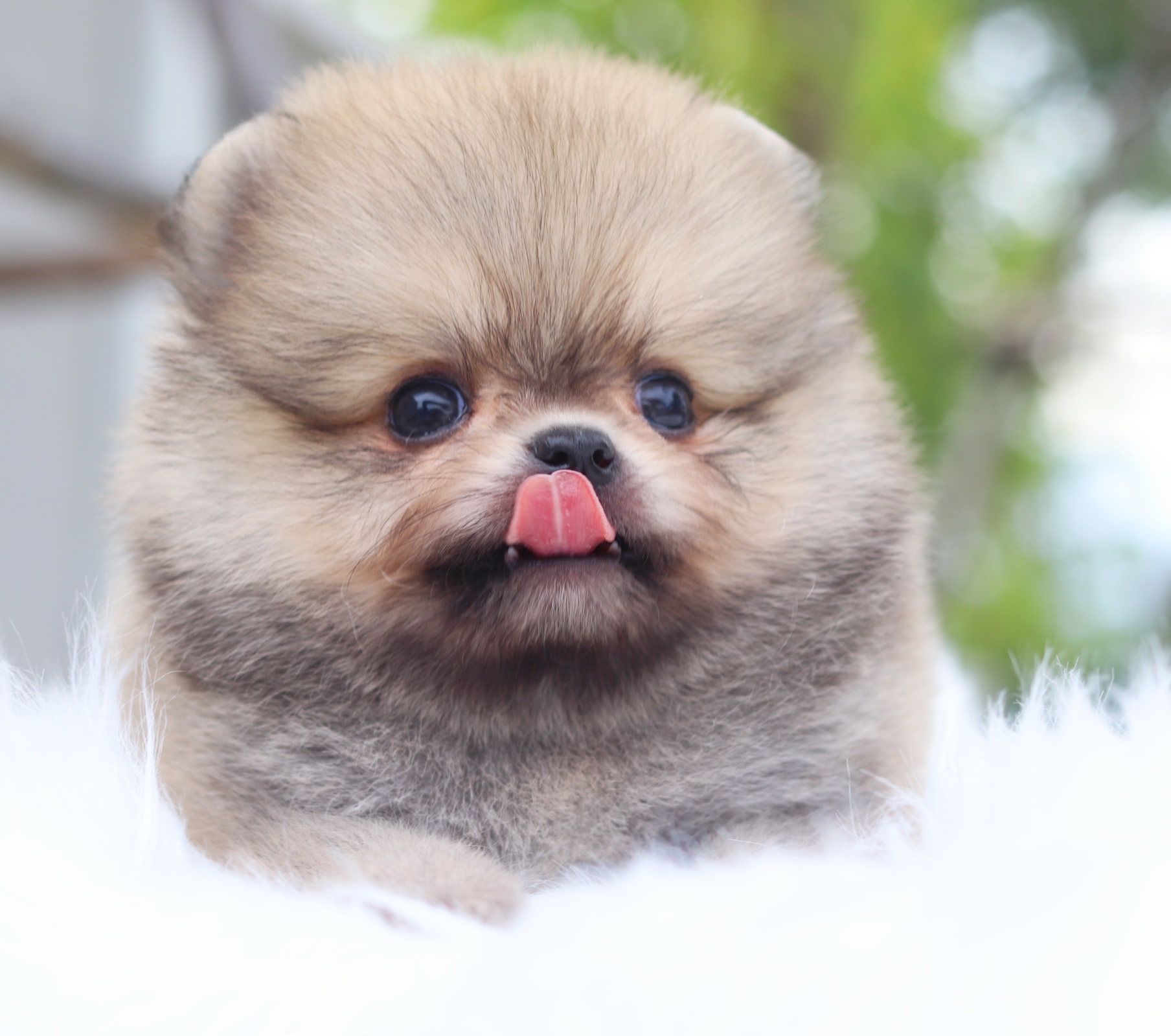 ปอมเมอเรเนียน เพศผู้สีส้มไซส์เล็ก