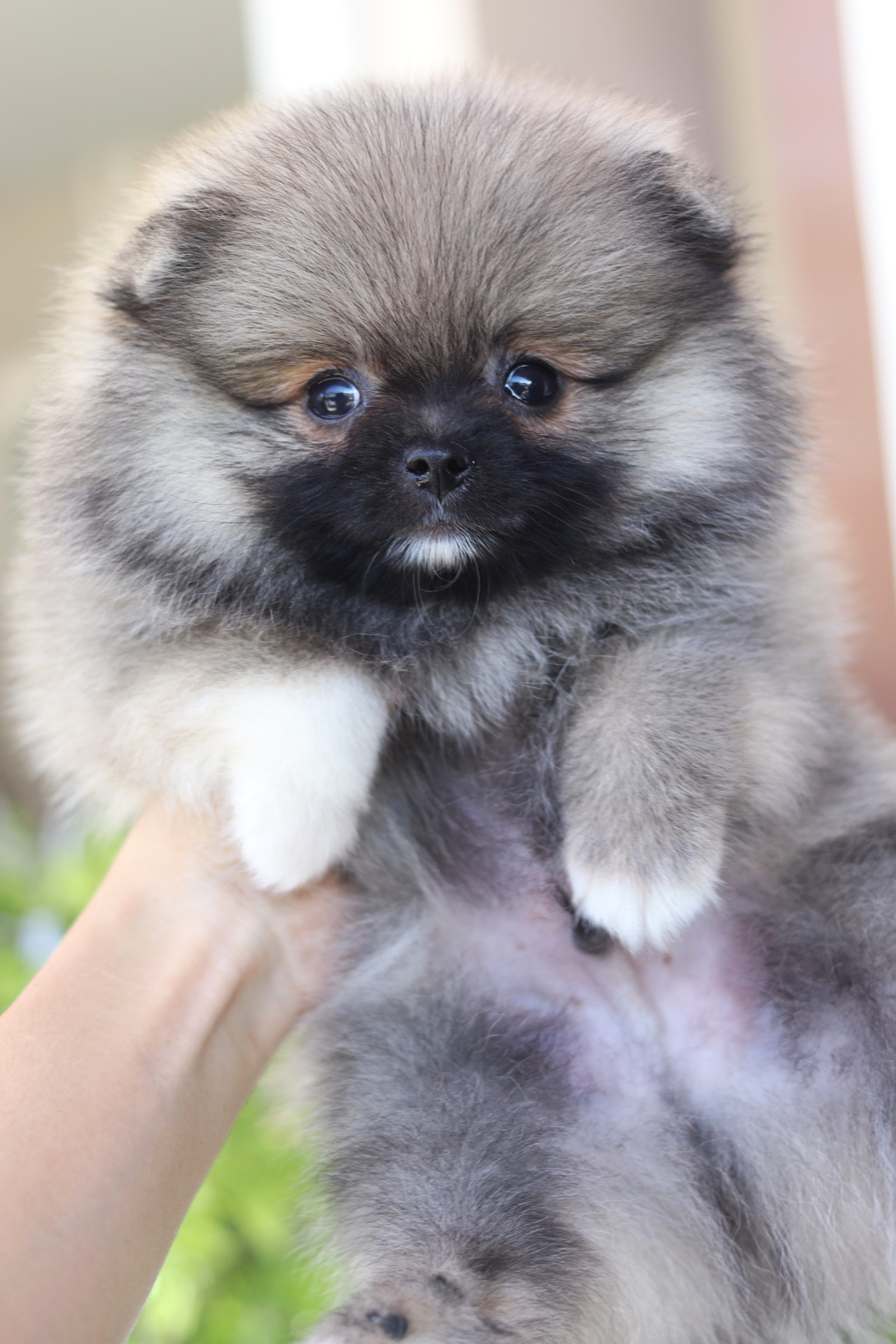 ปอมเมอเรเนียน เพศผู้สีส้ม