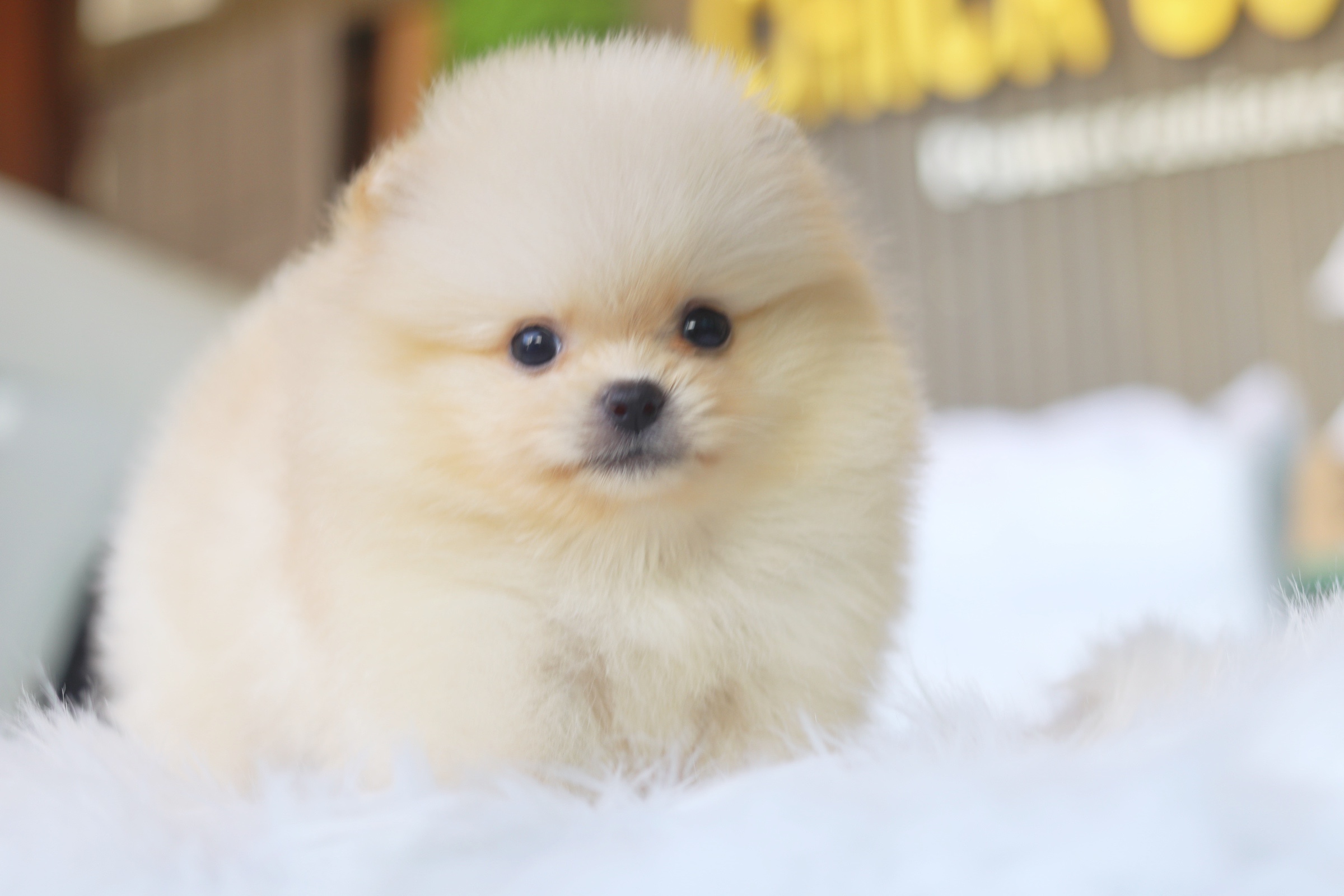 ปอมเมอเรเนียน เพศผู้ สีครีม