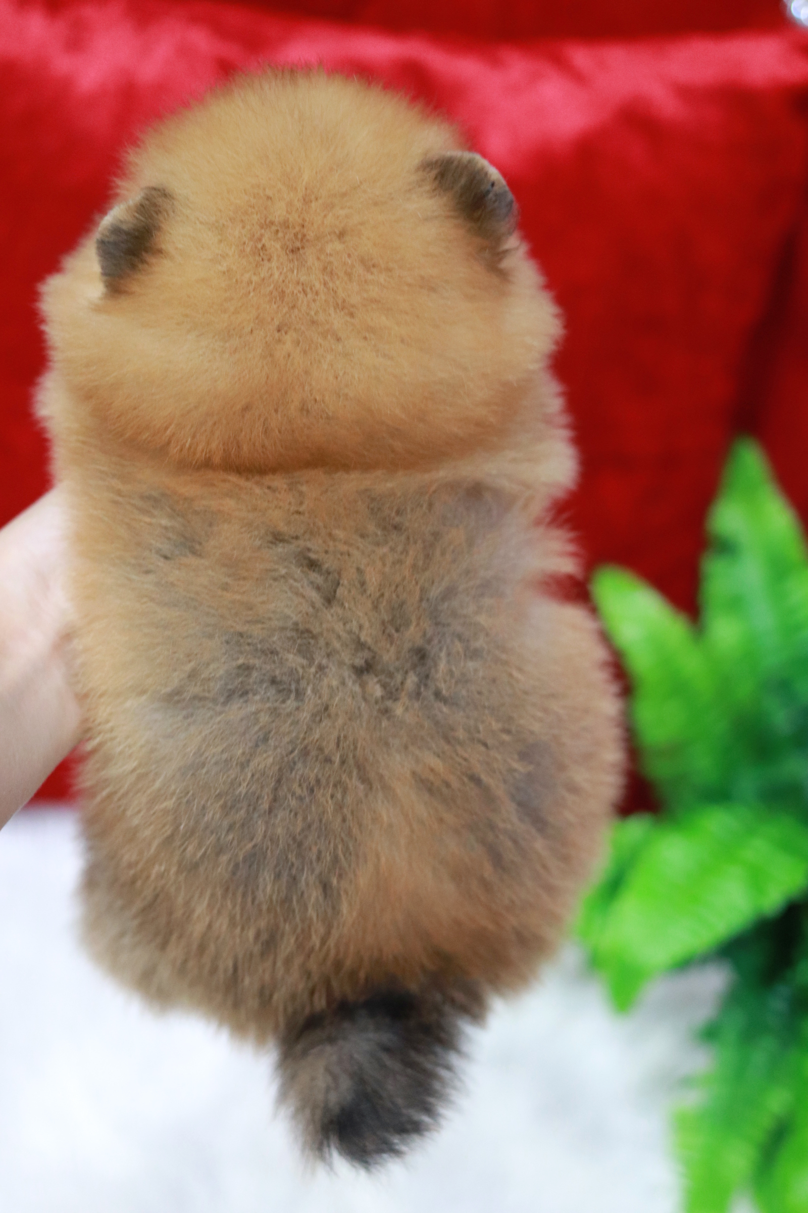 ปอมเมอเรเนียน เพศผู้ สีส้มหน้าตุ๊กตา