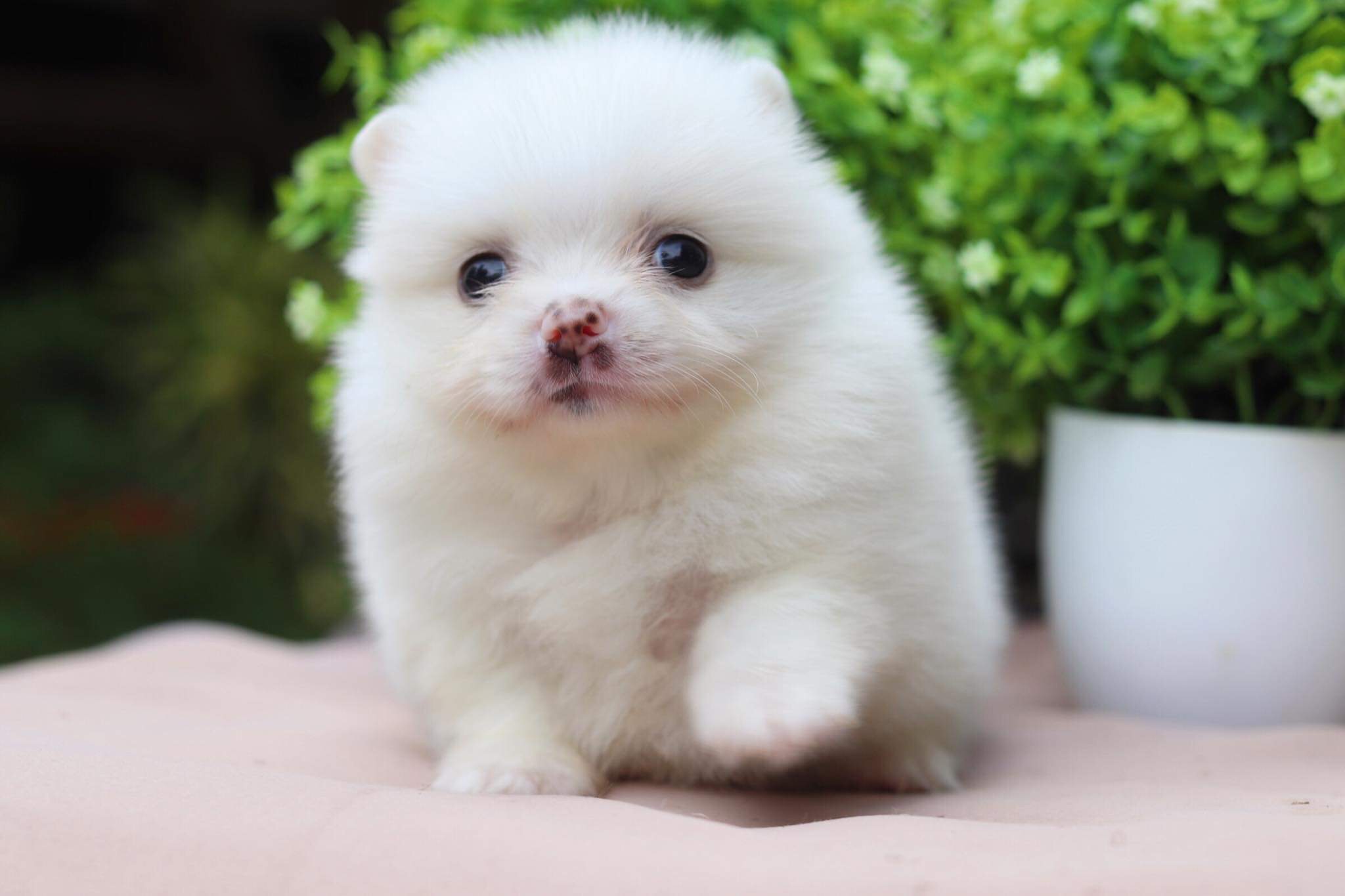 ปอมเมอเรเนียน เพศเมีย