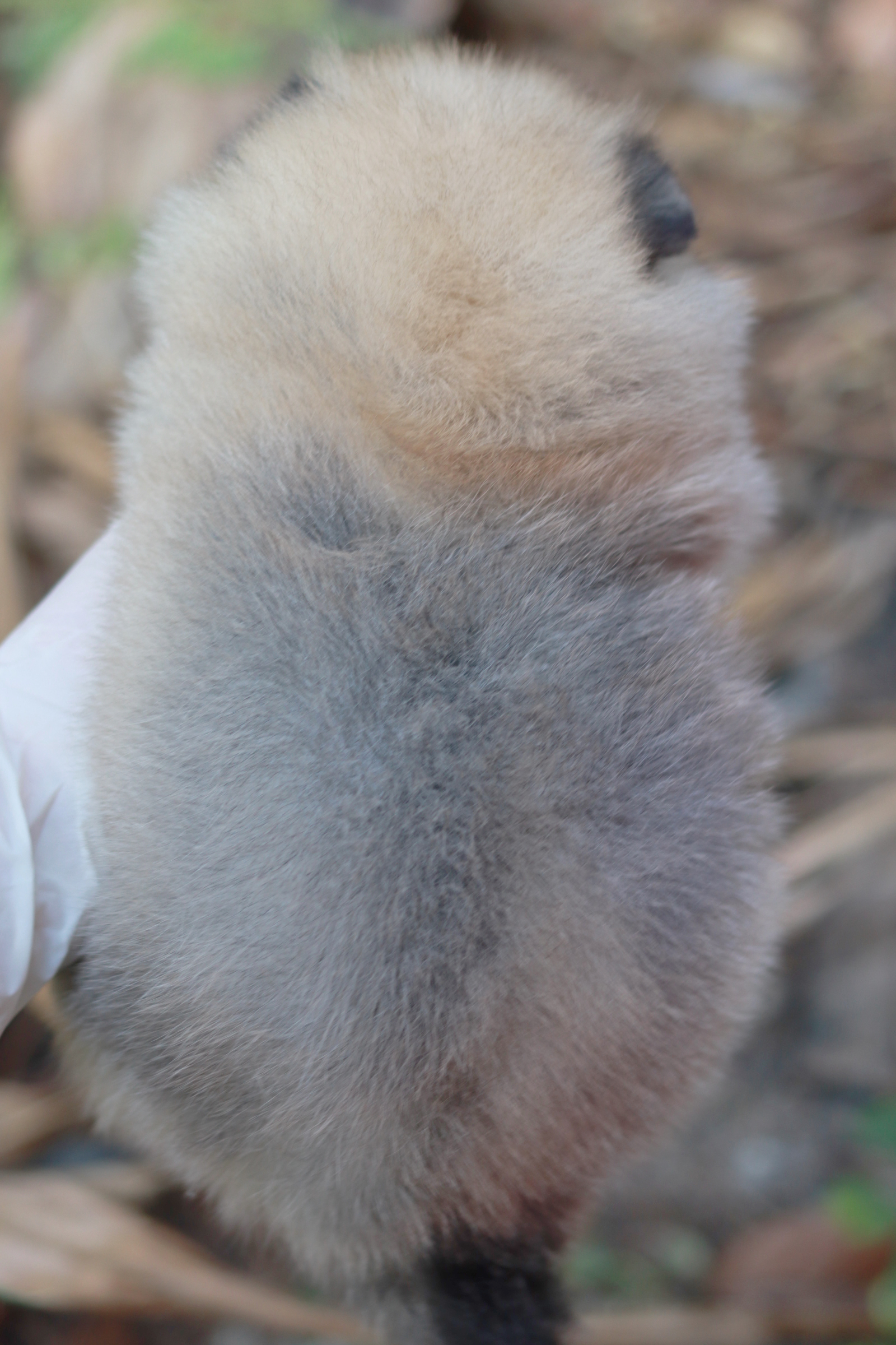 ปอมเมอเรเนียน เพศเมีย สีส้ม