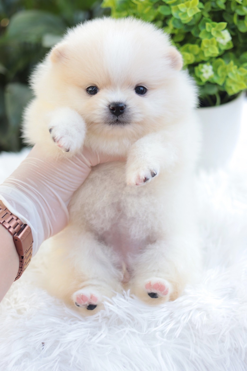 ปอมเมอเรเนียน เพศเมียสีขาวครีม ไซส์เล็ก