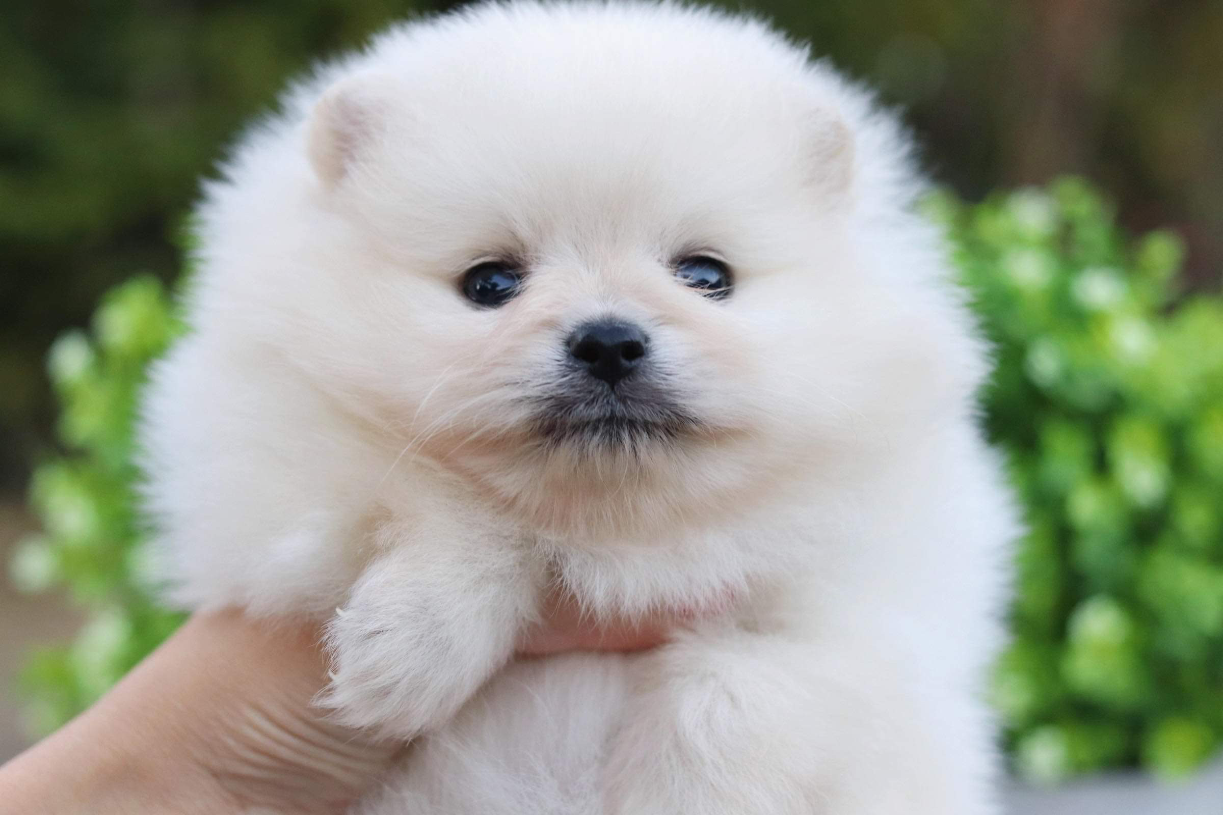 ปอมเมอเรเนียน เพศผู้