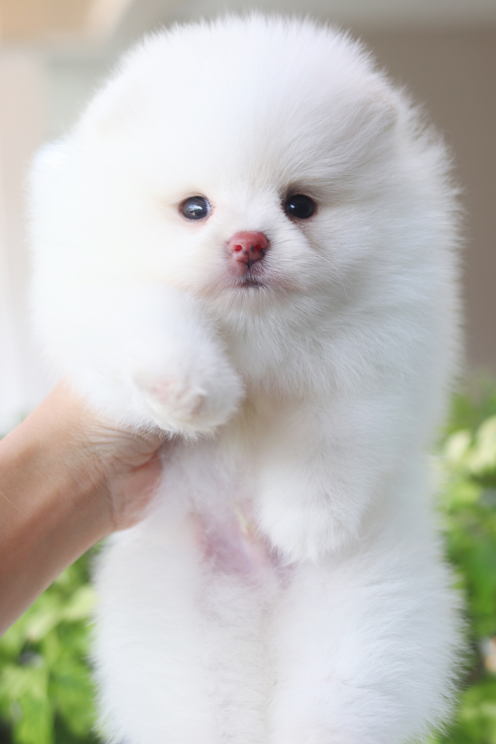 ปอมเมอเรเนียน เพศผู้ สีขาว เกรดโชว์