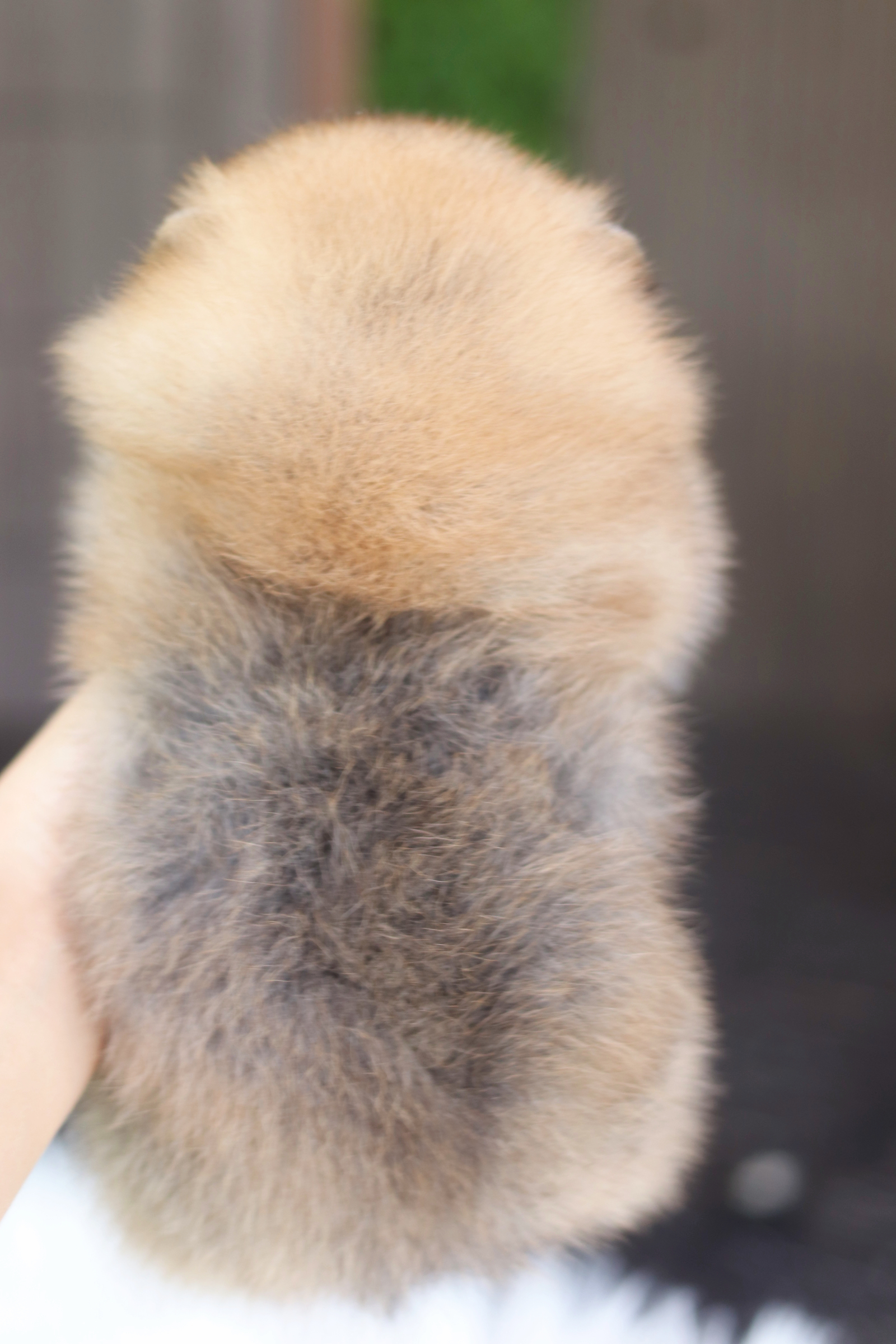 ปอมเมอเรเนียน เพศเมียสีส้ม เกรดโชว์