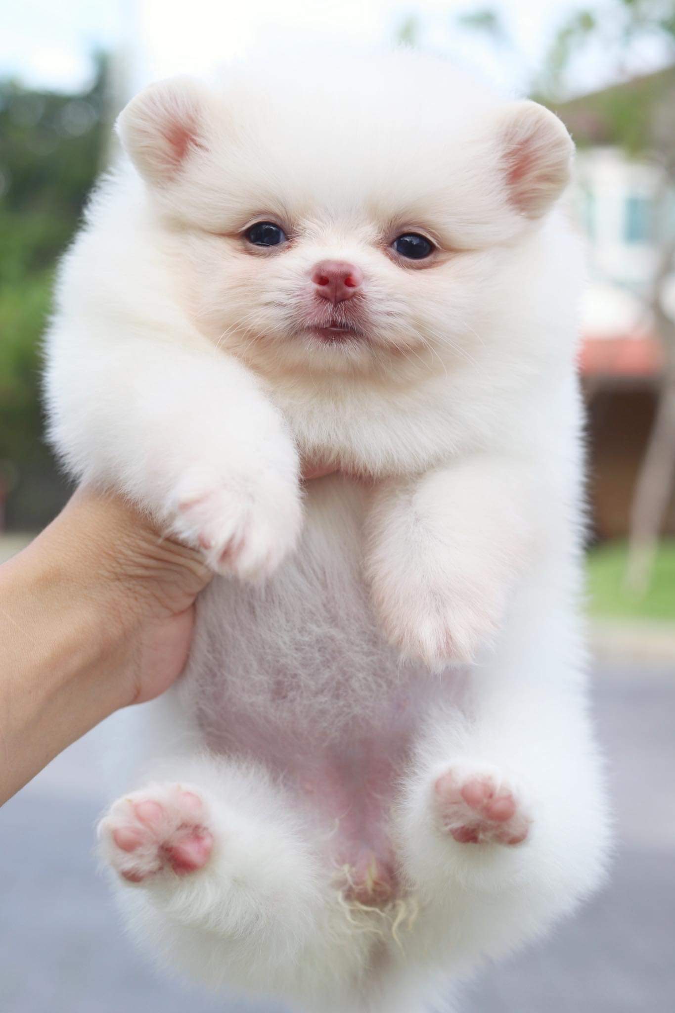 ปอมเมอเรเนียน เพศเมีย สีขาวครีม