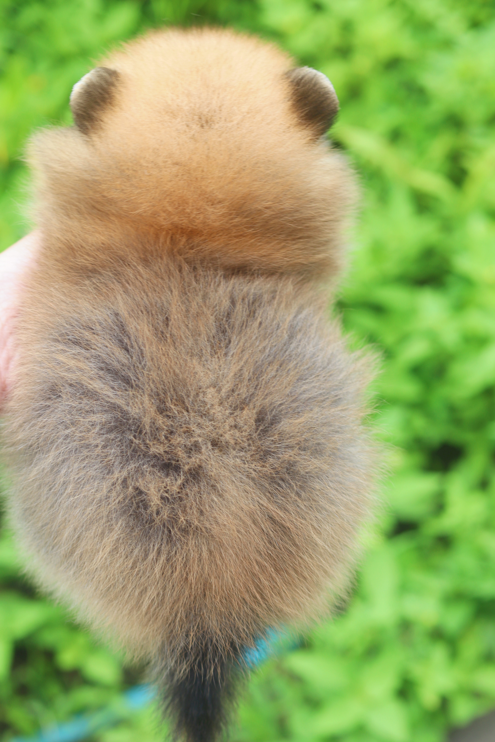 ปอมเมอเรเนียน เพศผู้ สีส้ม