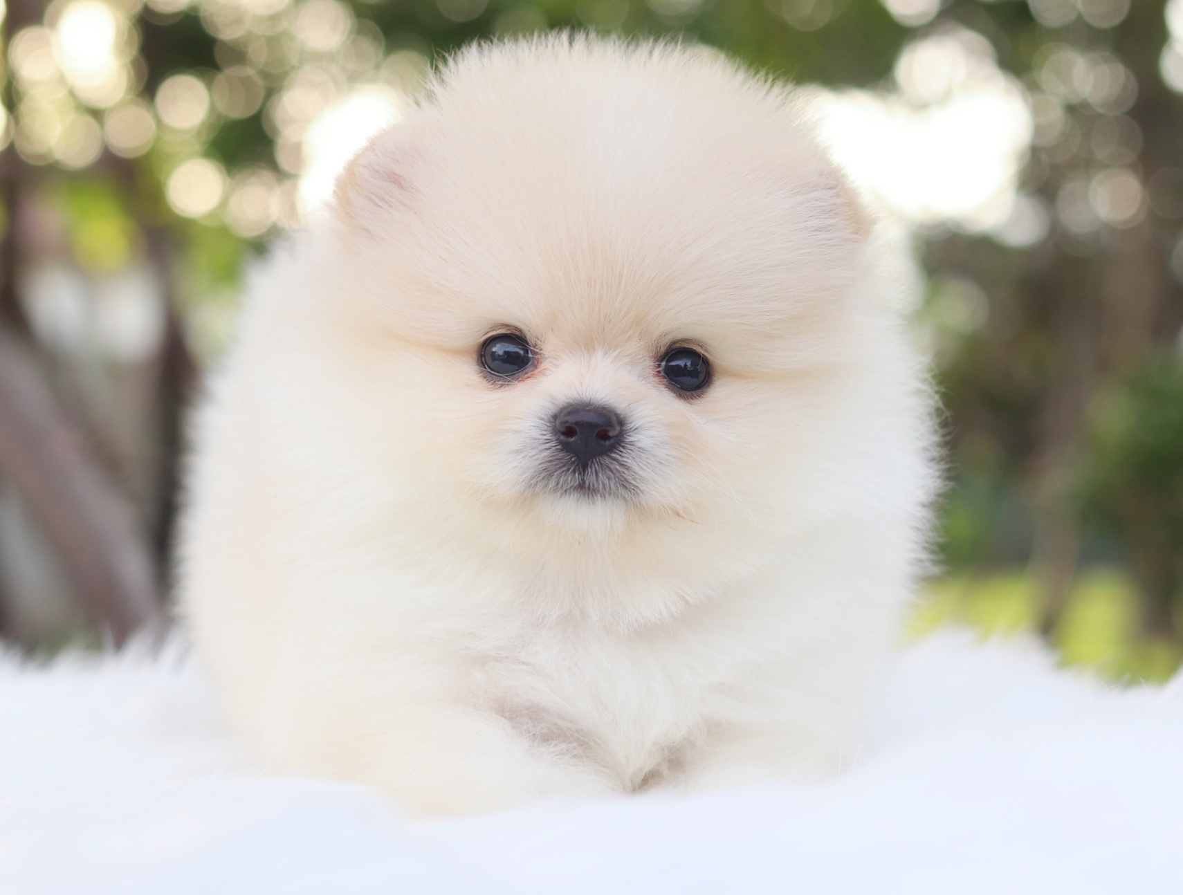 ปอมเมอเรเนียน เพศเมียสีขาวครีมเกรดโชว์