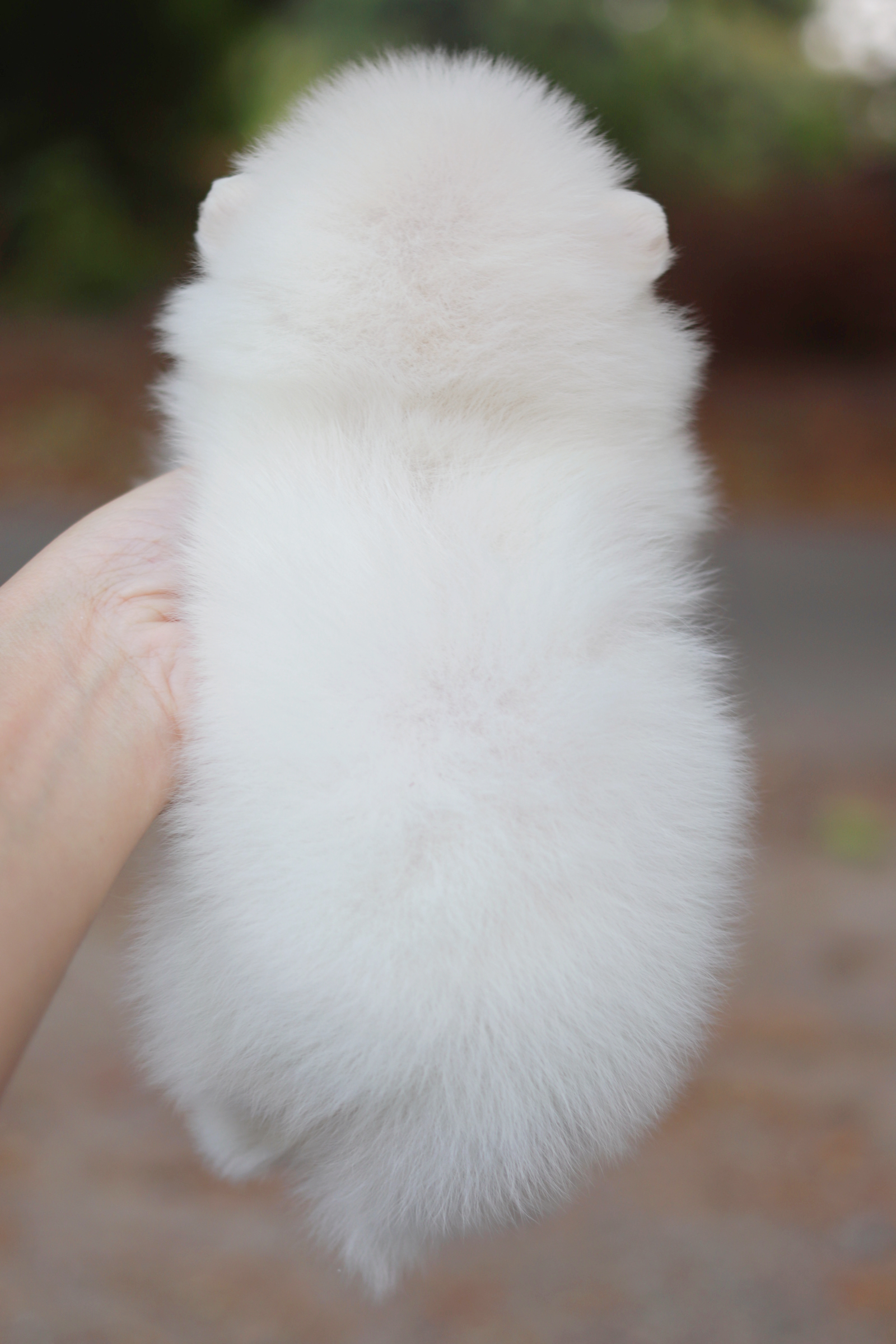 ปอมเมอเรเนียน เพศผู้