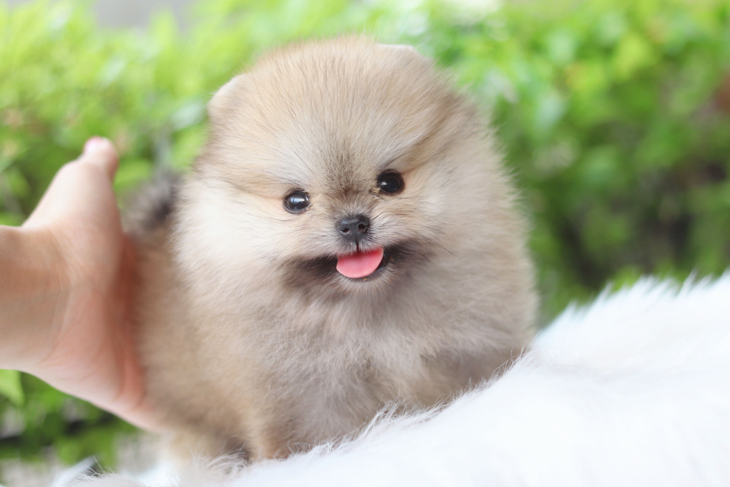 ปอมเมอเรเนียน เพศผู้สีส้ม