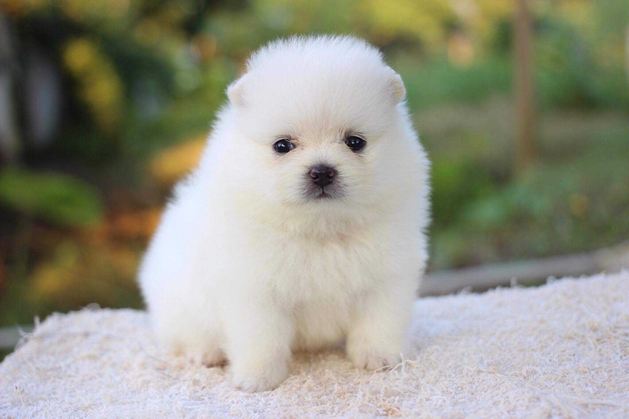 ปอมเมเรเนียนเพศเมีย