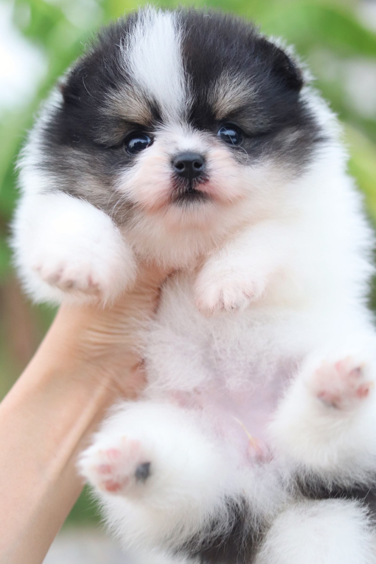 ปอมเมอเรเนียน เพศเมียแฟนซี