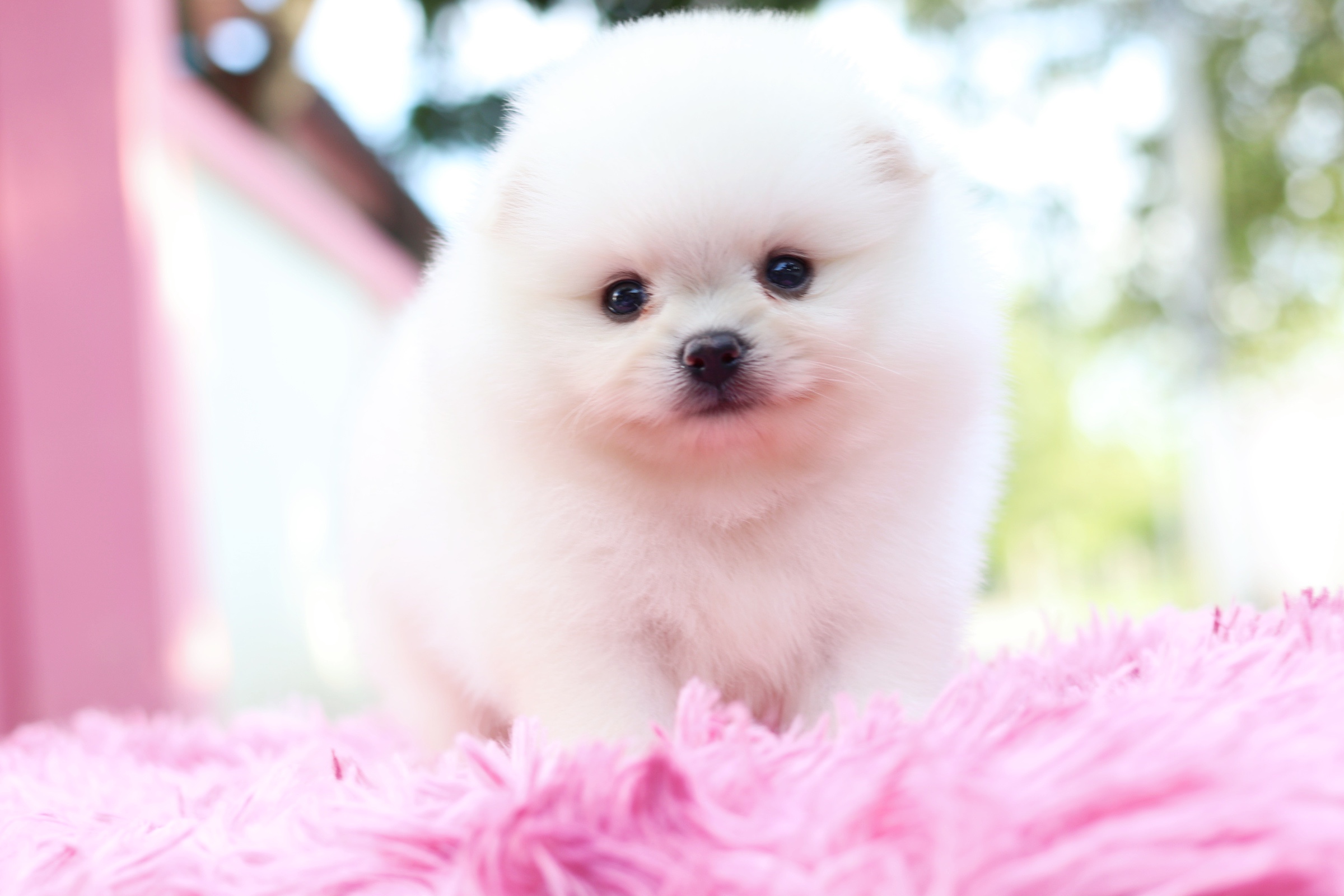 ปอมเมอเรเนียน เพศผู้ ขาวครีม