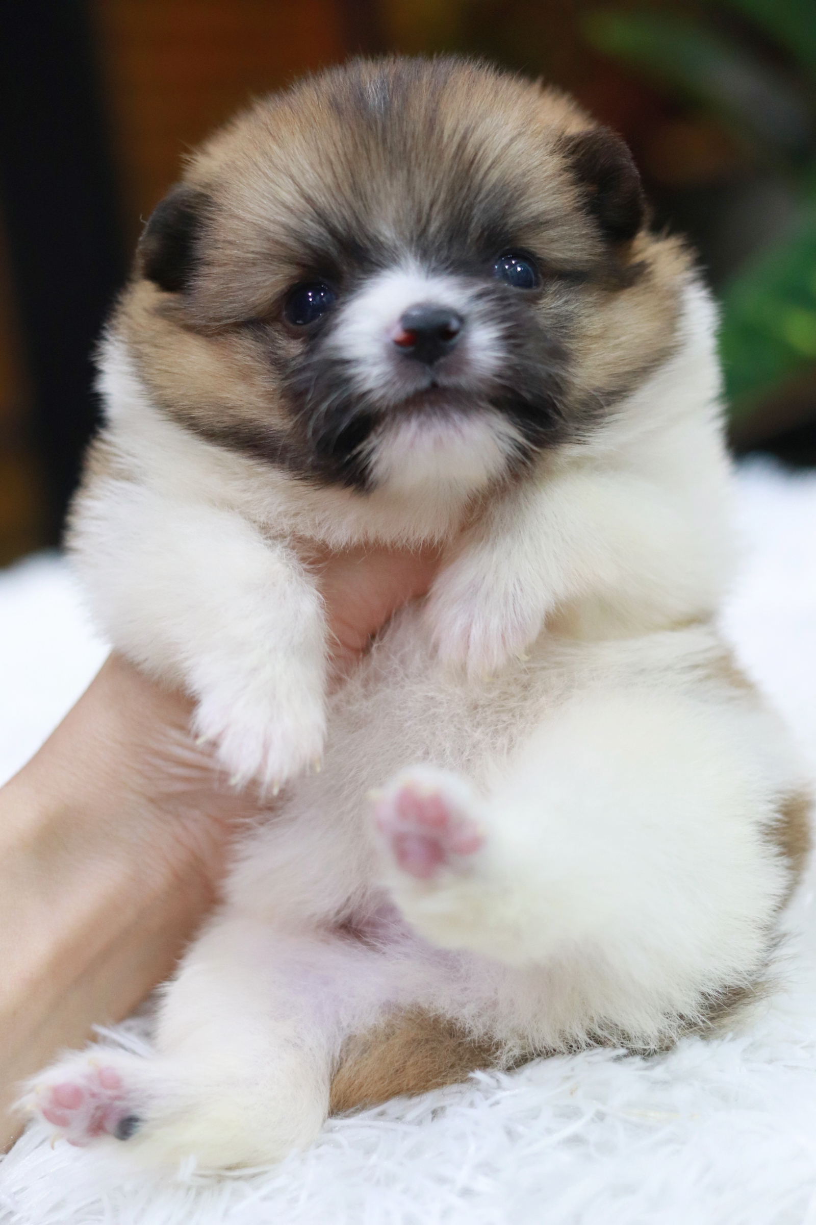 ปอมเมอเรเนียน เพศผู้