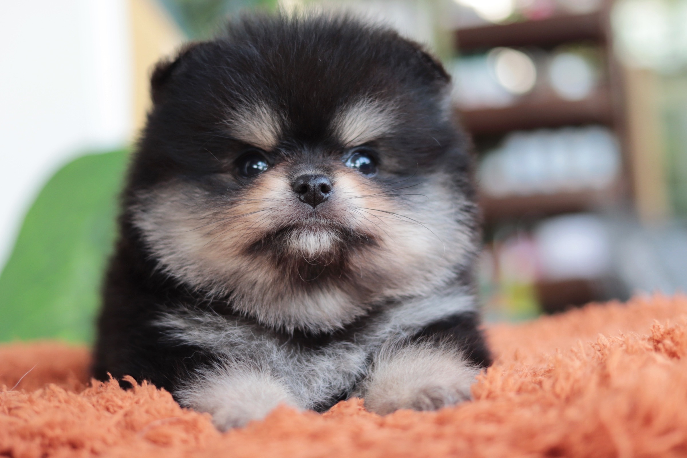 ปอมเมอเรเนียน เพศผู้แบล็คแทน หน้าฟ็อก