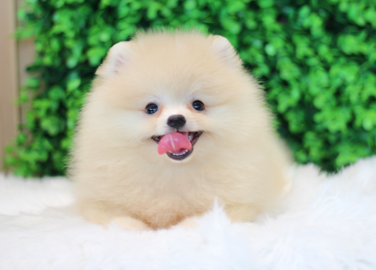 ปอมเมอเรเนียน เพศเมียสีขาวครีม