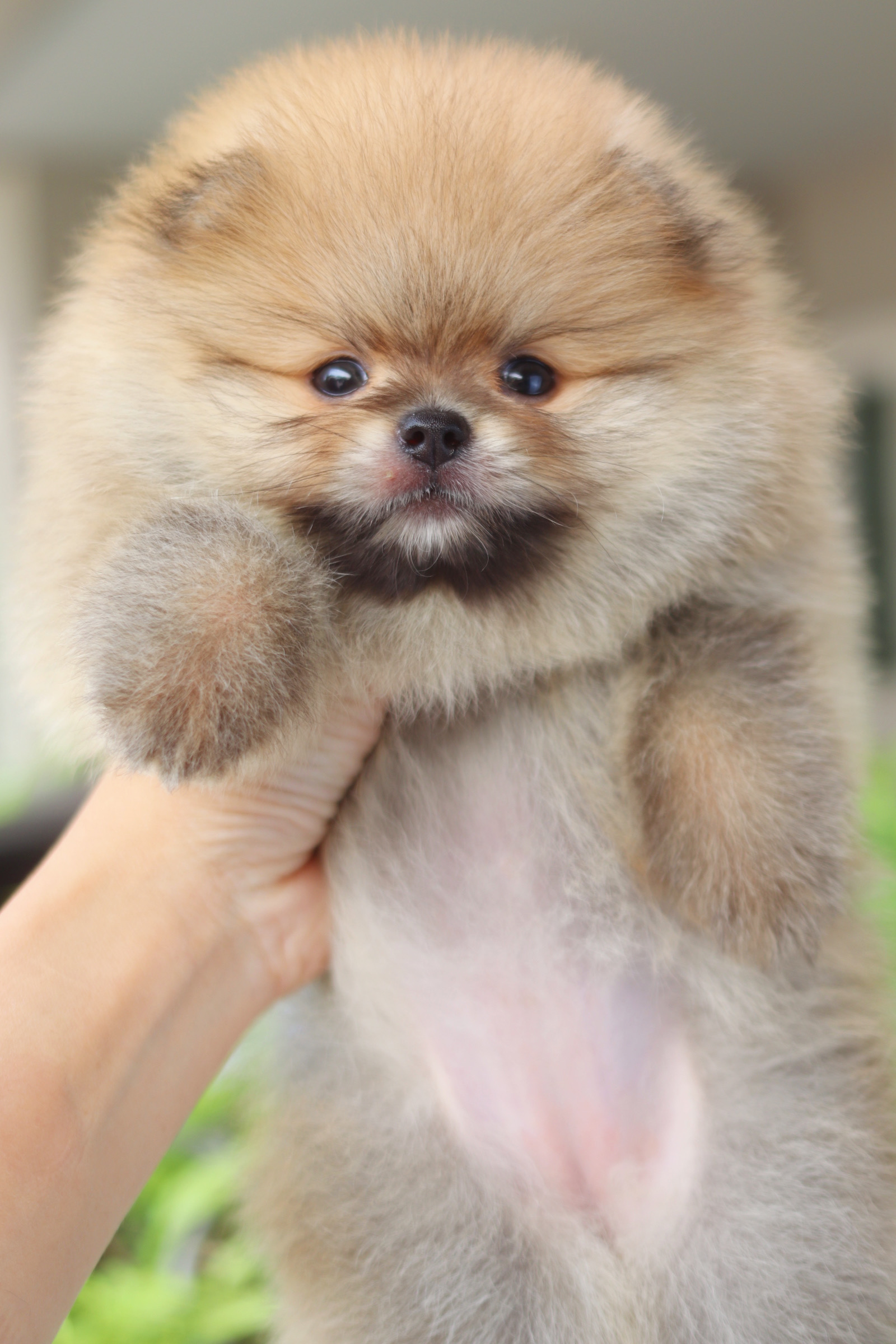 ปอมเมอเรเนียน เพศเมียสีส้ม เกรดโชว์