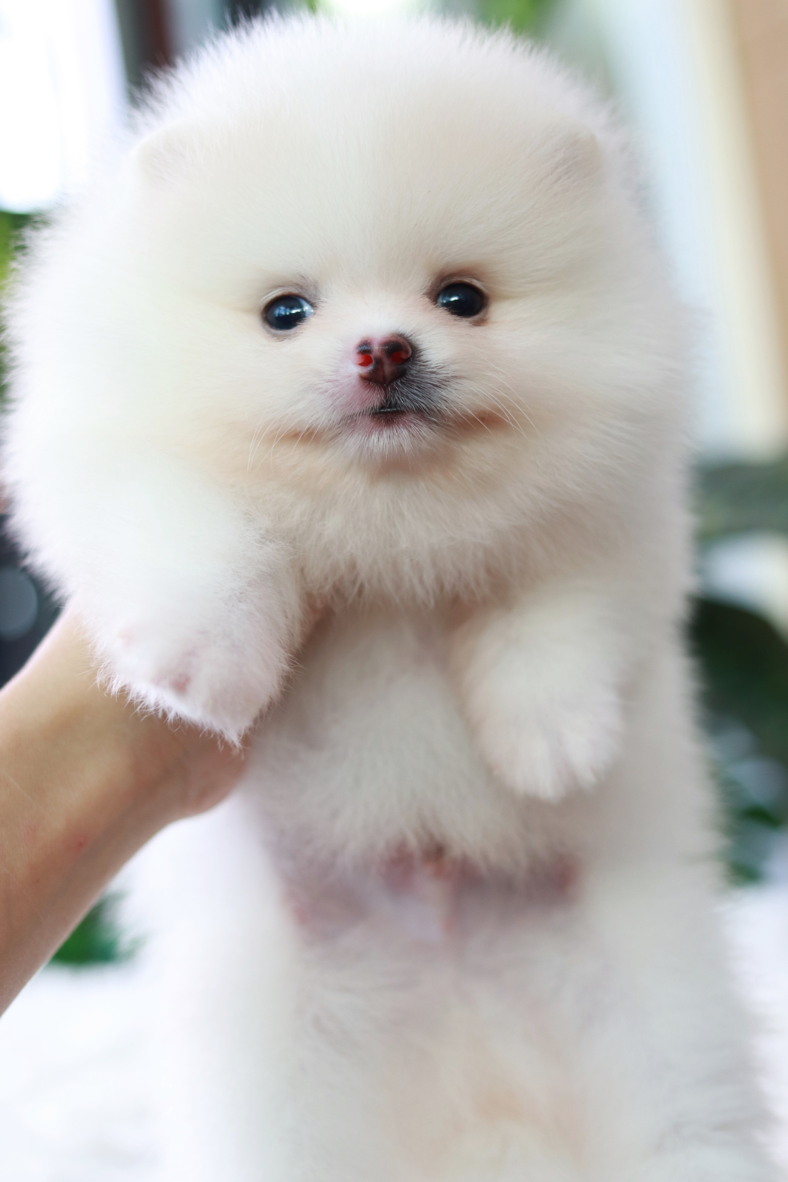 ปอมเมอเรเนียน เพศผู้ ขาวครีม ขนแน่นหน้าตุ๊กตา เกรดโชว์พร้อมใบเพ็ด