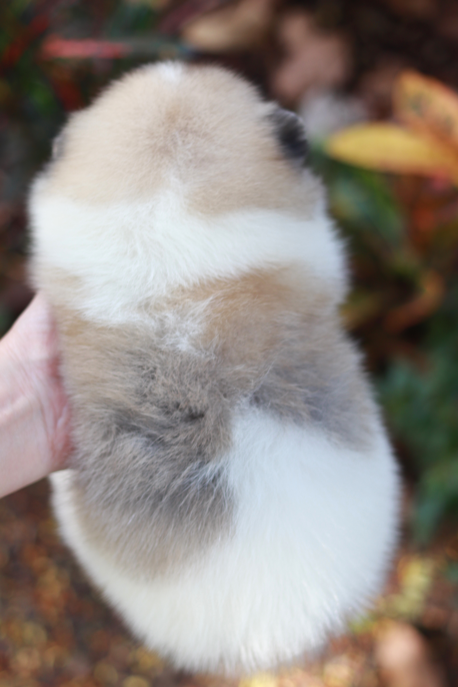 ปอมเมอเรเนียน เพศผู้ แฟนซี หน้าฟ็อก