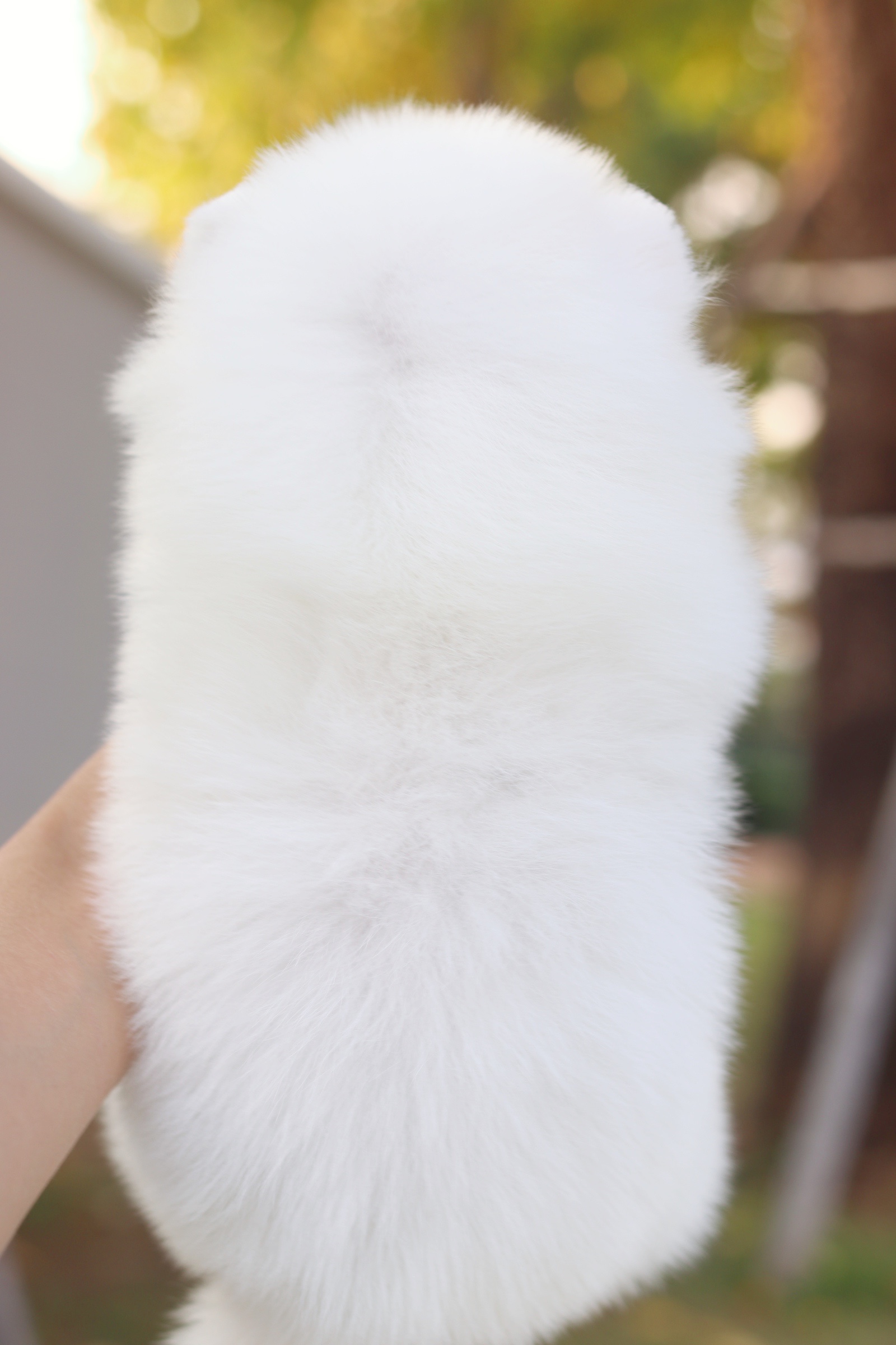 ปอมเมอเรเนียน เพศเมียสีขาวครีม