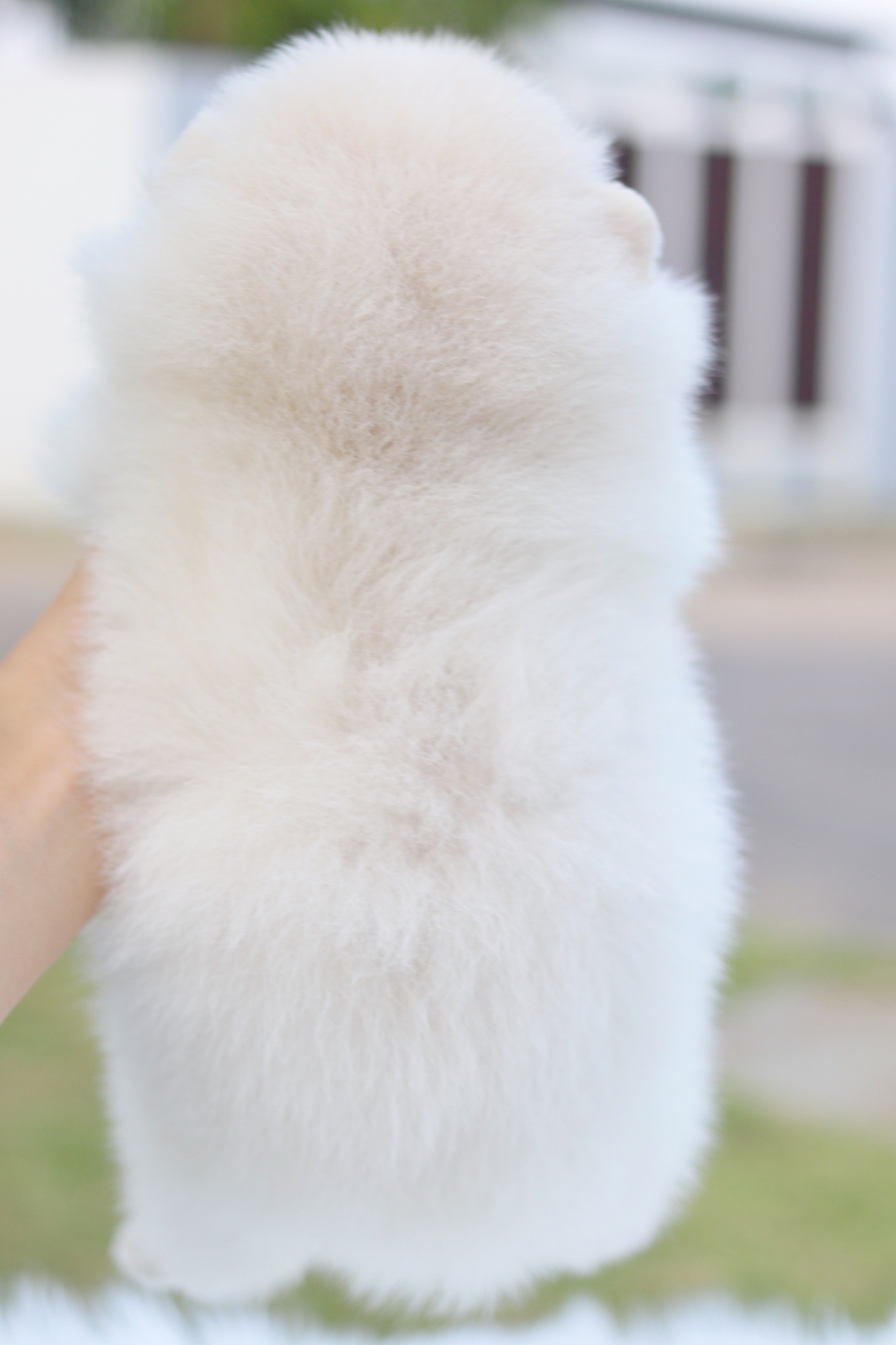 ปอมเมอเรเนียน เพศเมียสีขาวครีม