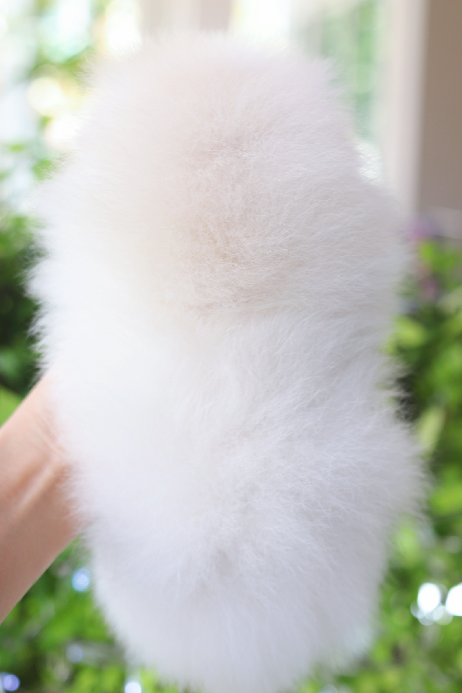 ปอมเมอเรเนียน เพศผู้สีขาวครีม เกรดโชว์