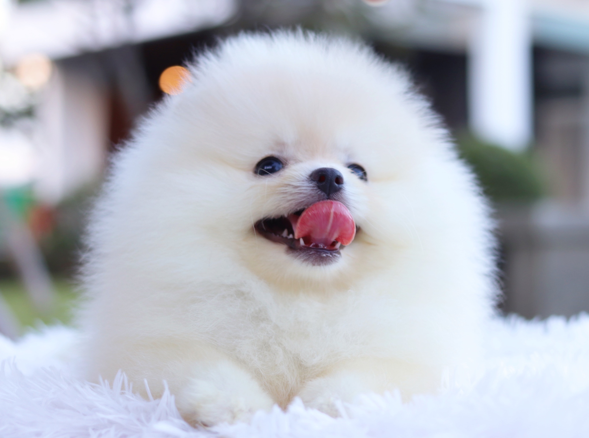 ปอมเมอเรเนียน เพศผู้ สีขาวครีม