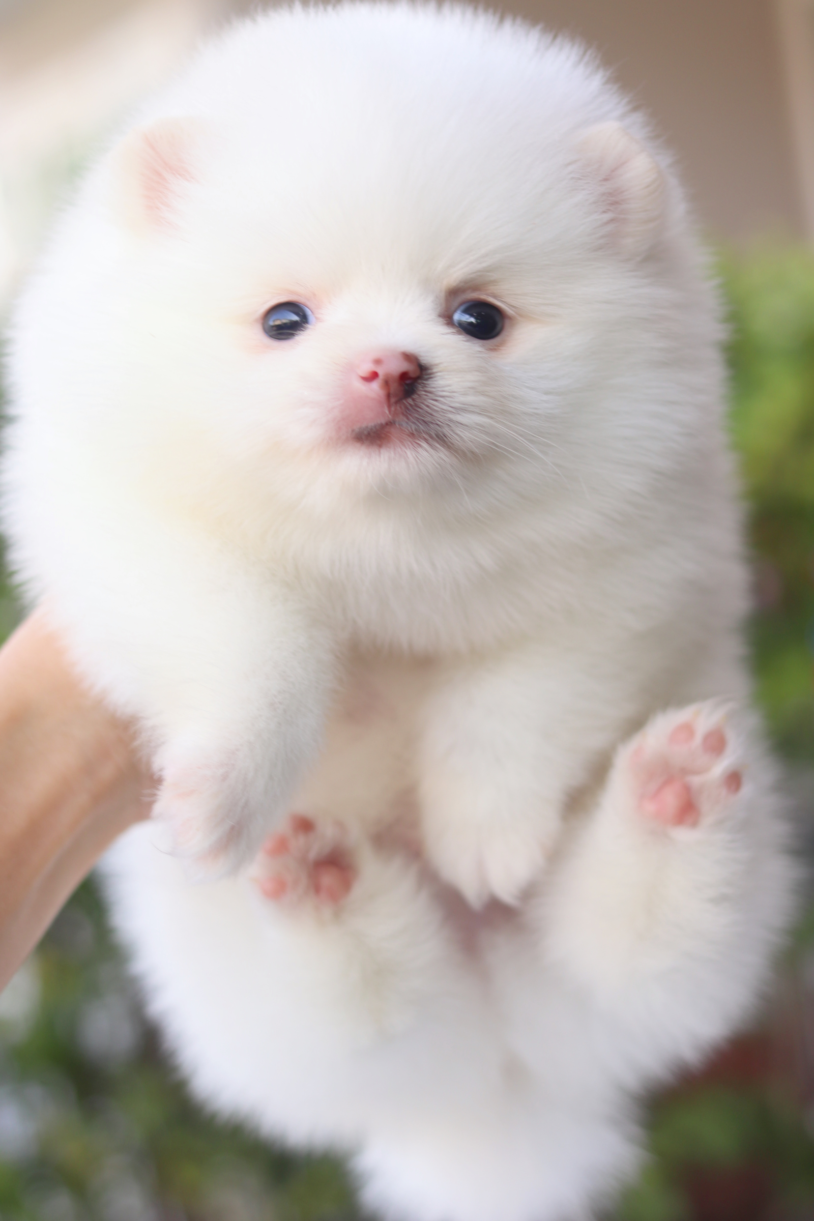 ปอมเมอเรเนียน เพศเมียสีขาวครีม