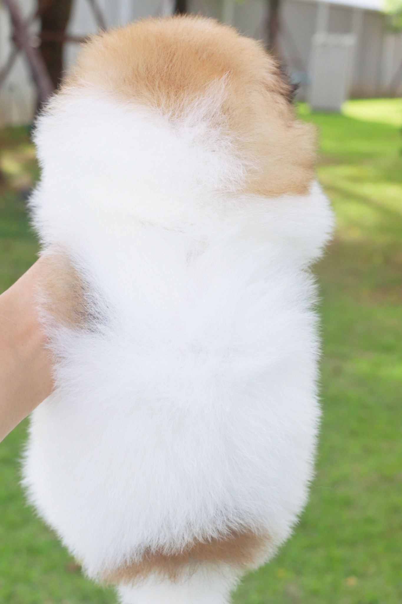 ปอมเมอเรเนียน เพศผู้สีแฟนซี