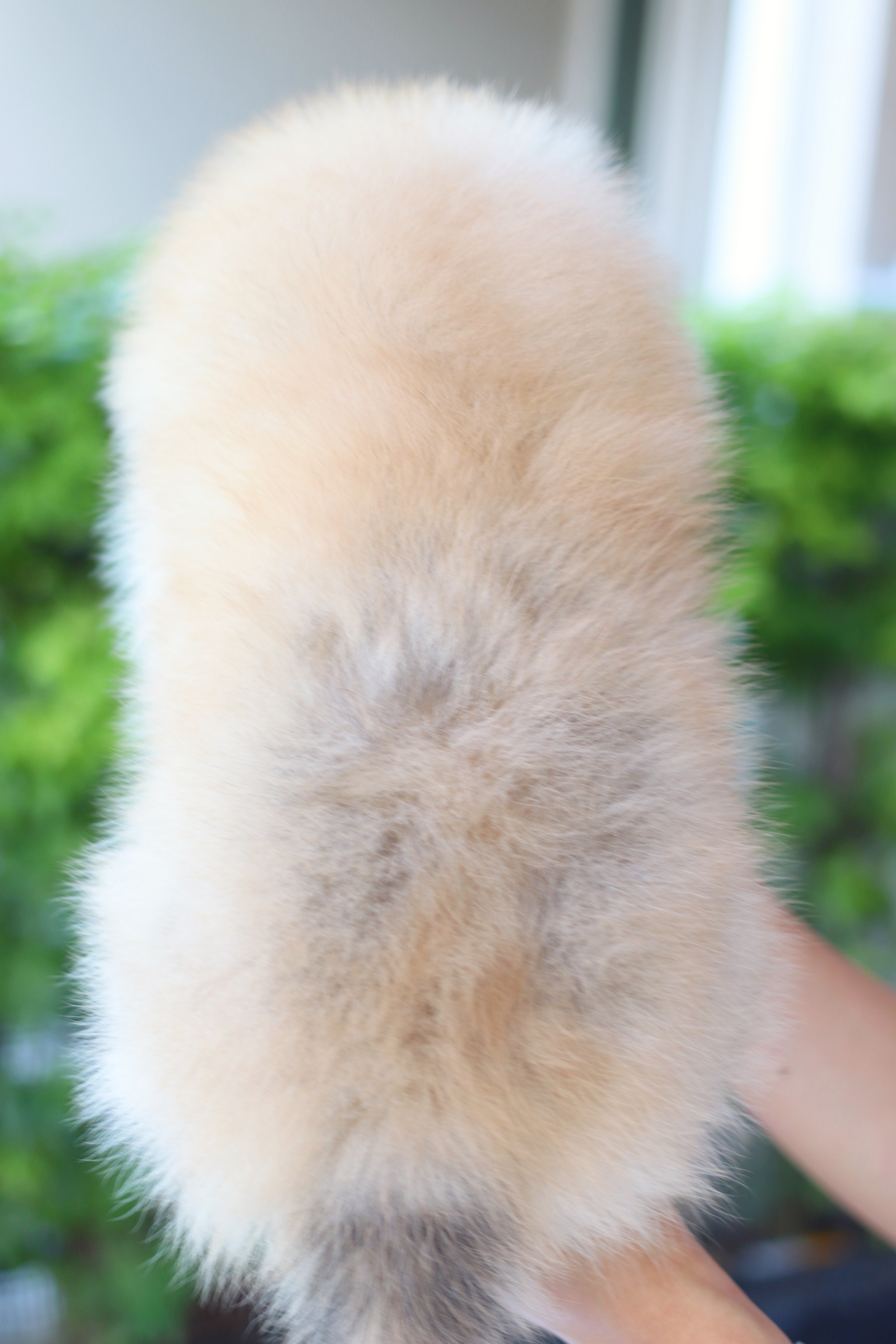 ปอมเมอเรเนียน เพศเมียสีส้ม