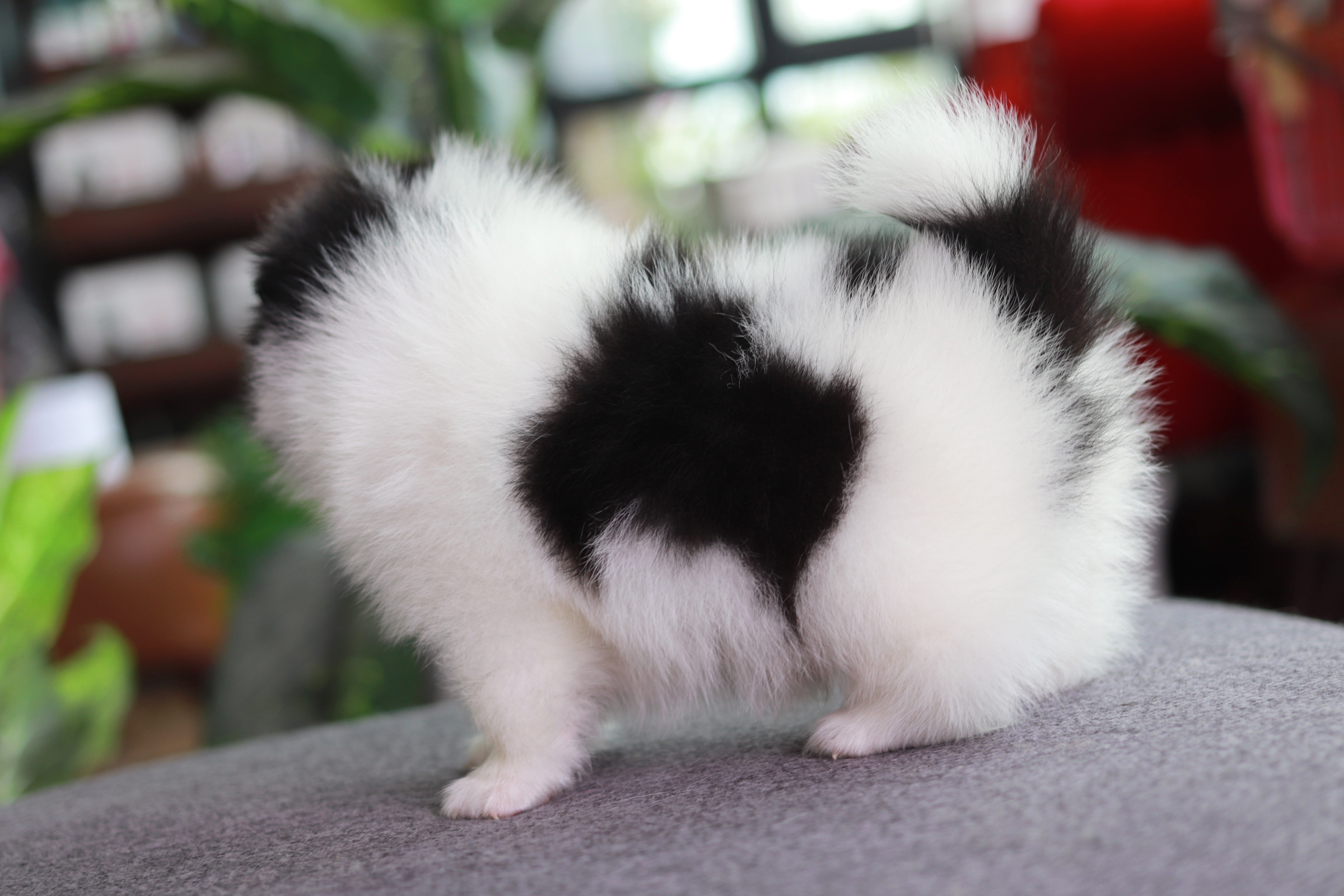 ปอมเมอเรเนียน เพศผู้