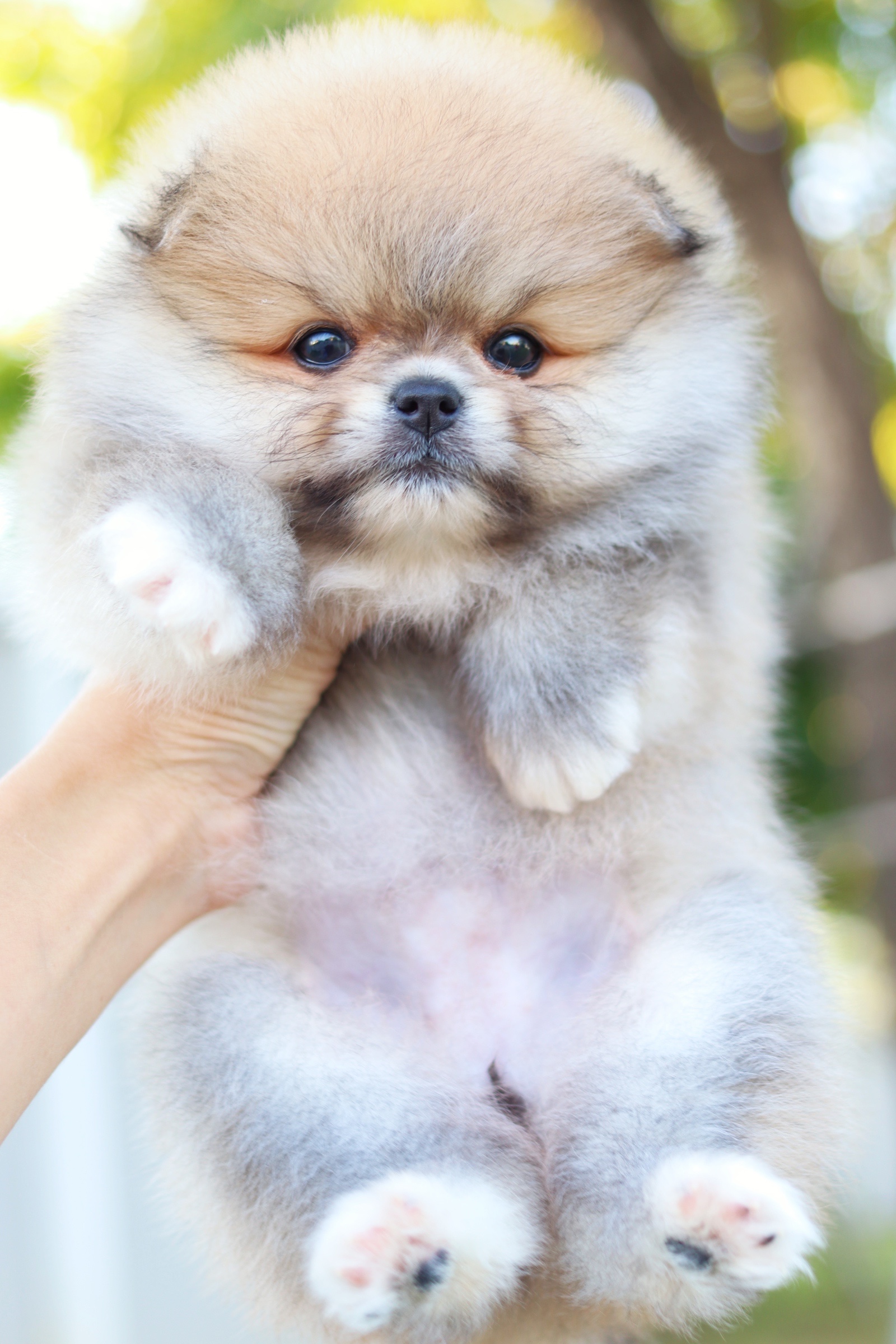 ปอมเมอเรเนียน เพศเมียสีส้ม เกรดโชว์