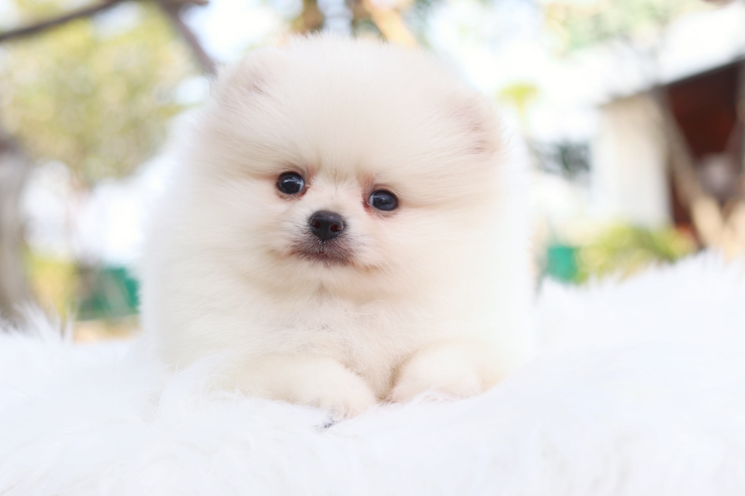 ปอมเมอเรเนียน เพศผู้ สีขาวครีม ขนแน่นๆ