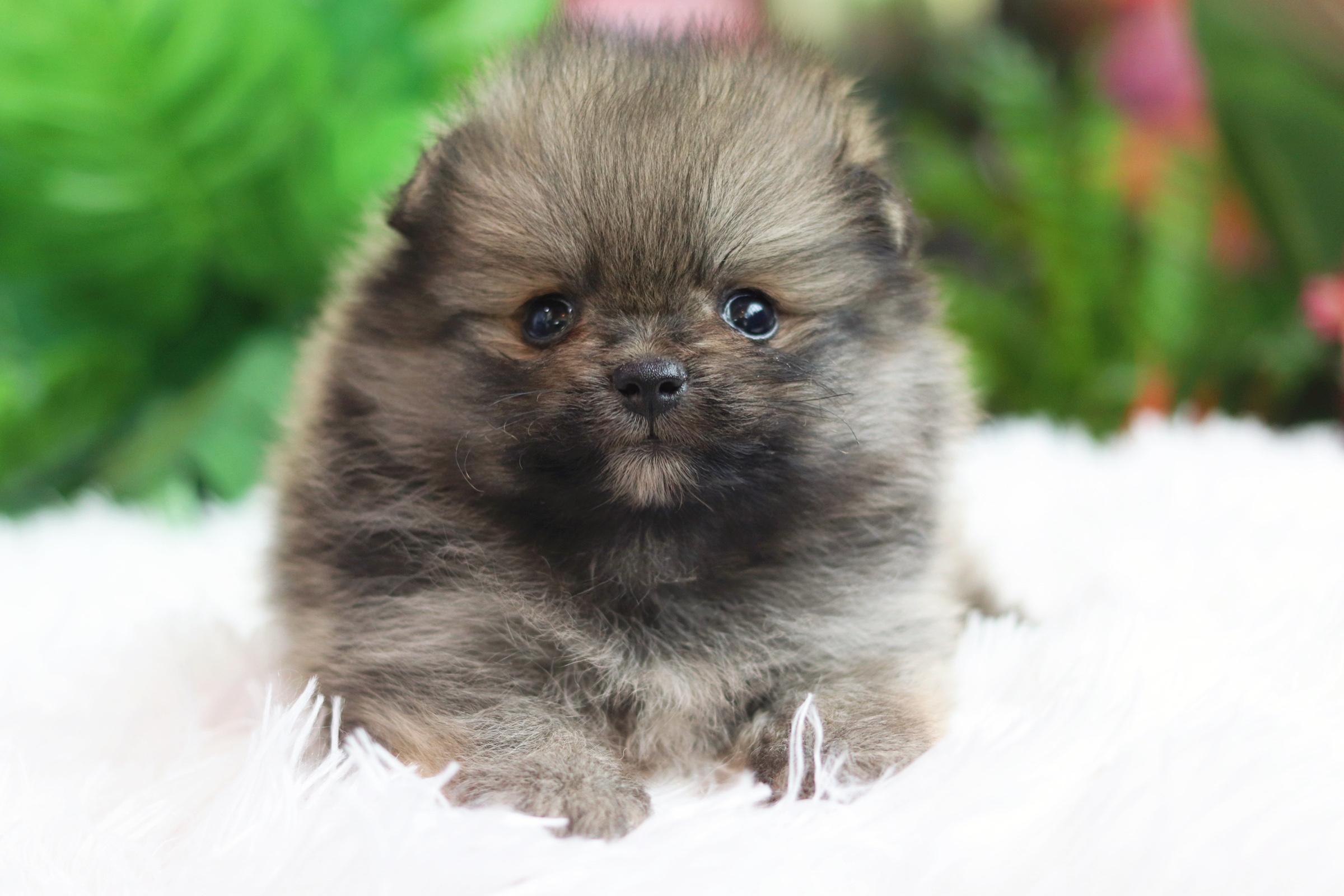 ปอมเมอเรเนียน เพศเมียสีส้ม