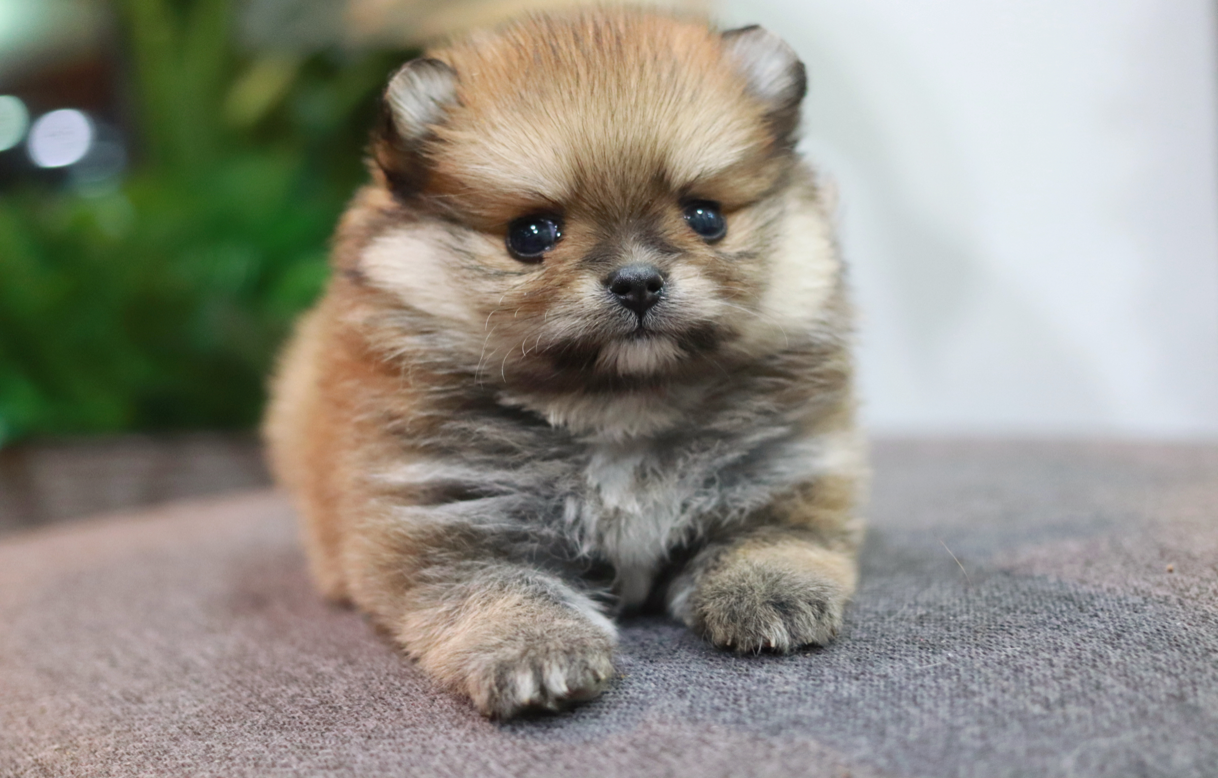 ปอมเมอเรเนียน เพศเมีย สีส้ม