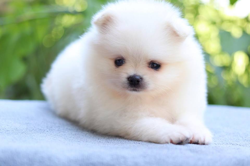 ปอมเมอเรเนียน เพศเมีย