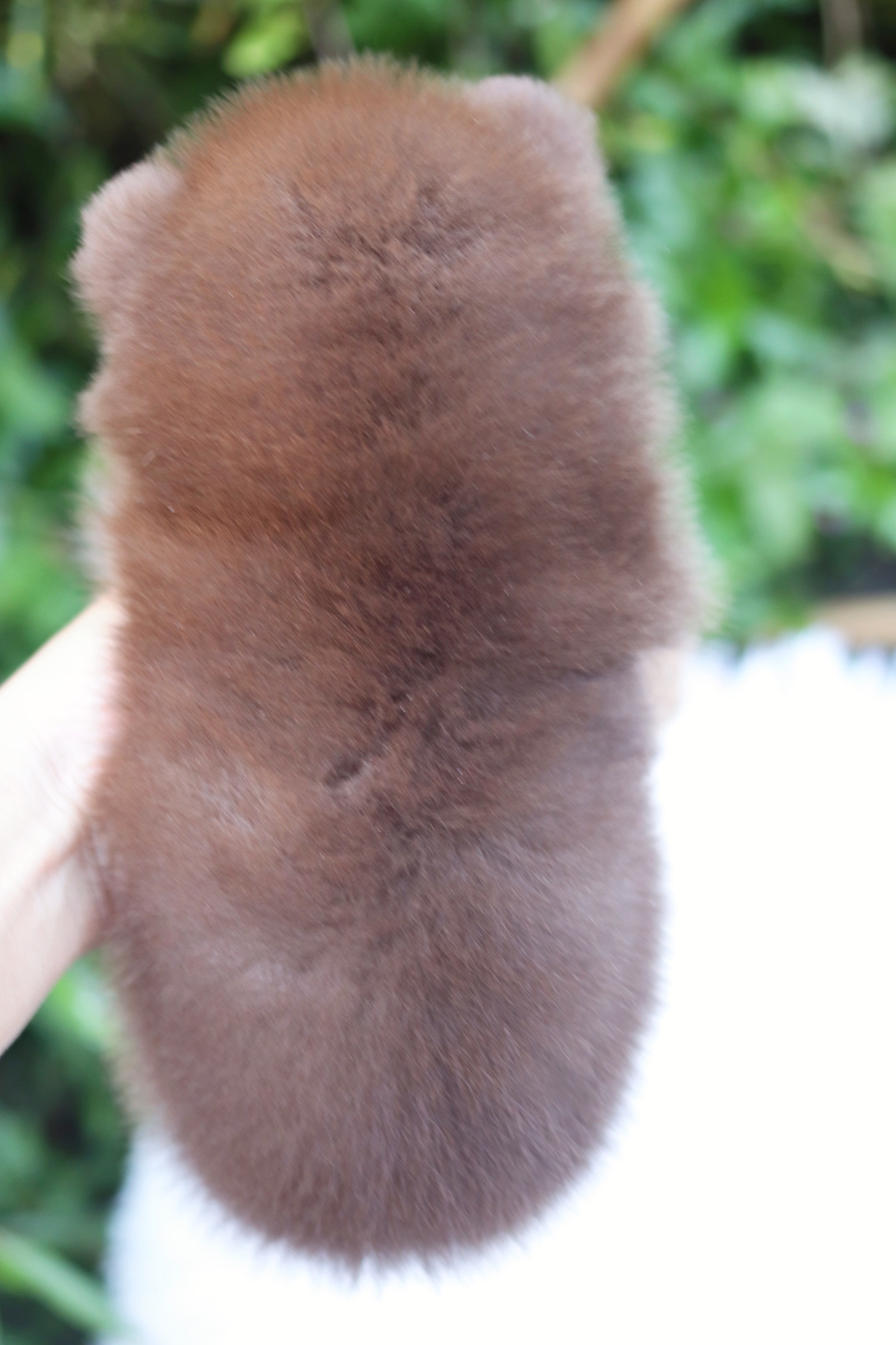 ปอมเมอเรเนียน เพศเมีย ช็อคแทน