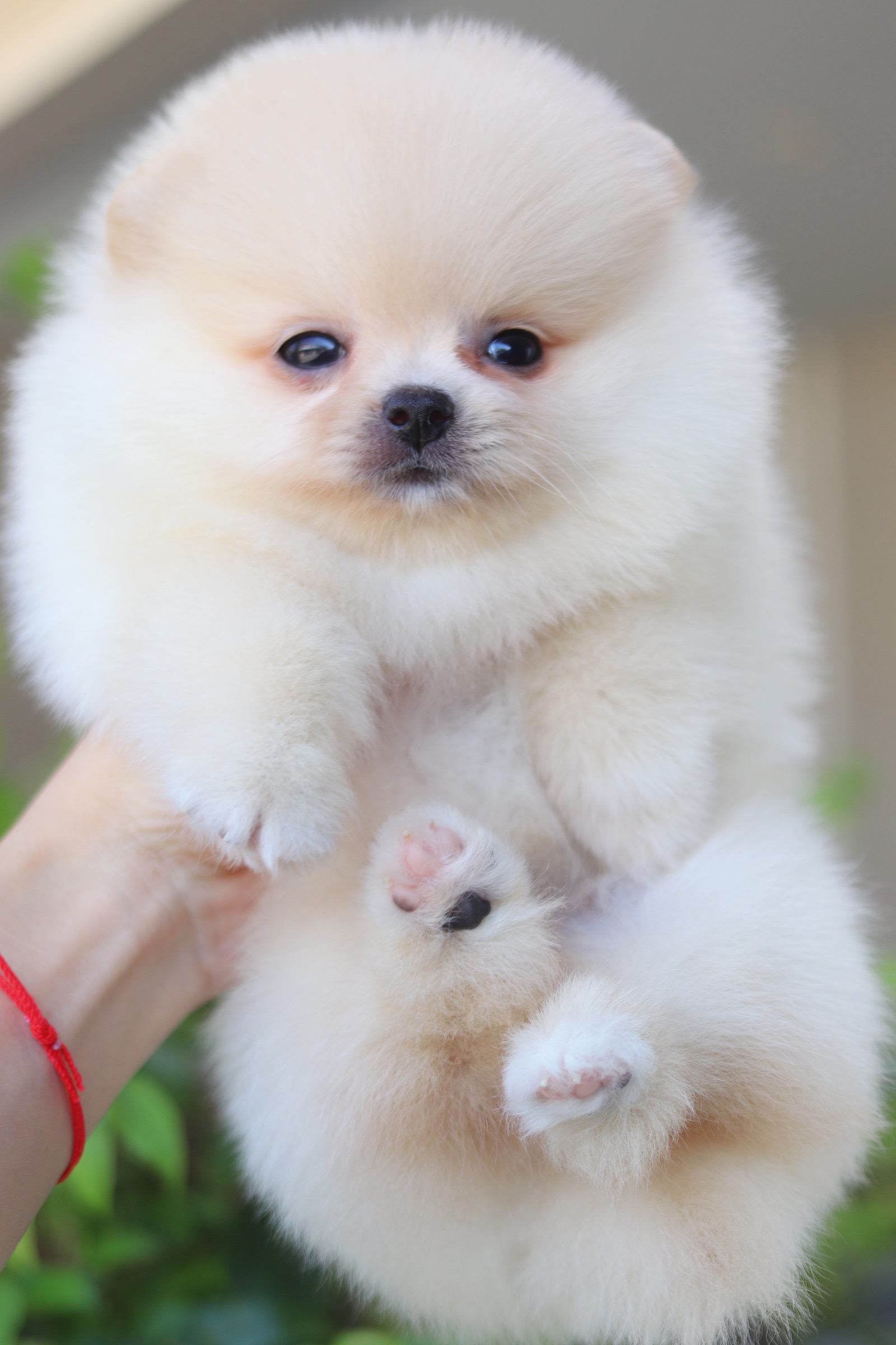 ปอมเมอเรเนียน เพศเมียสีครีม