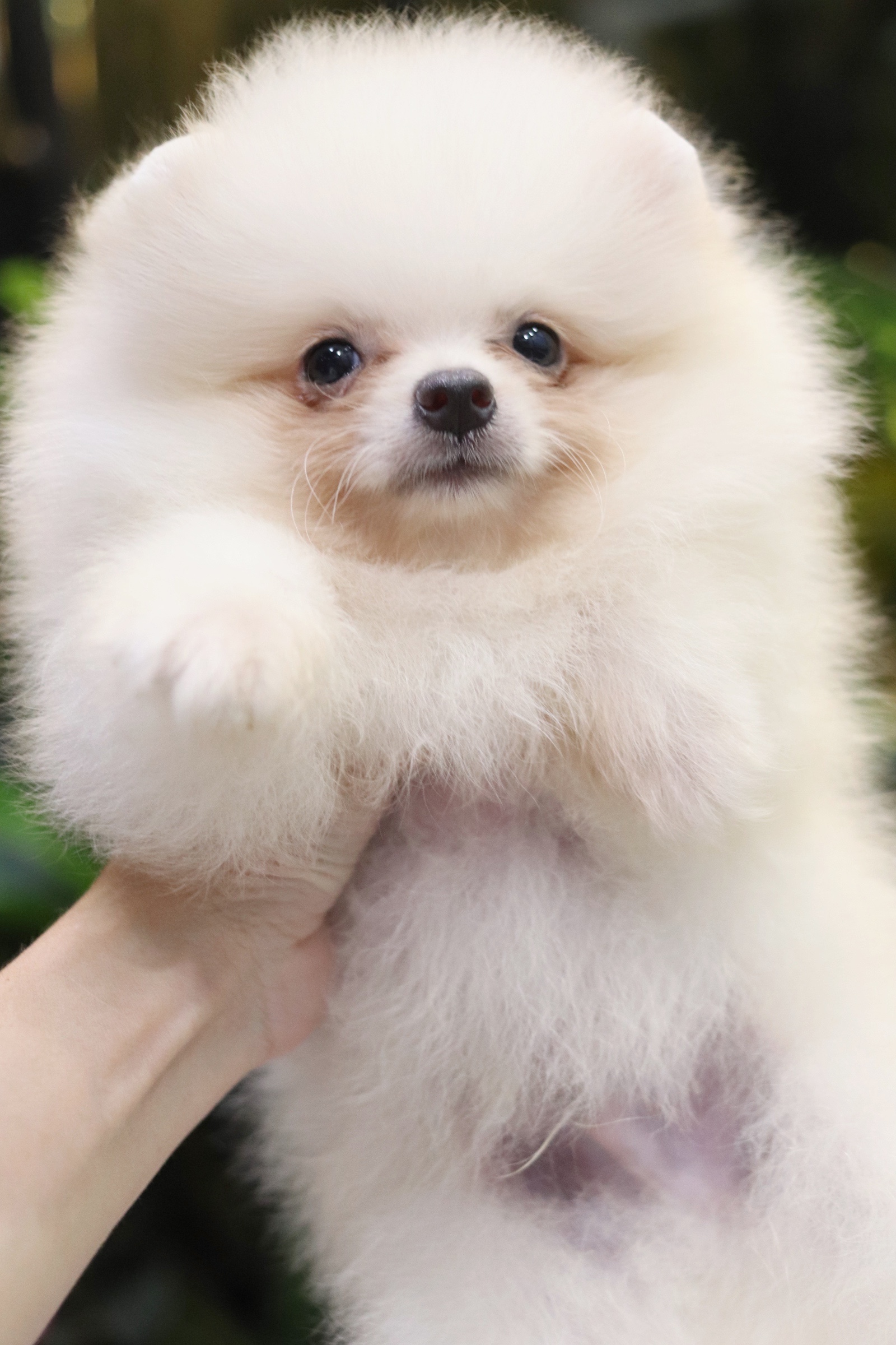 ปอมเมอเรเนียน เพศผู้ขาวครีม