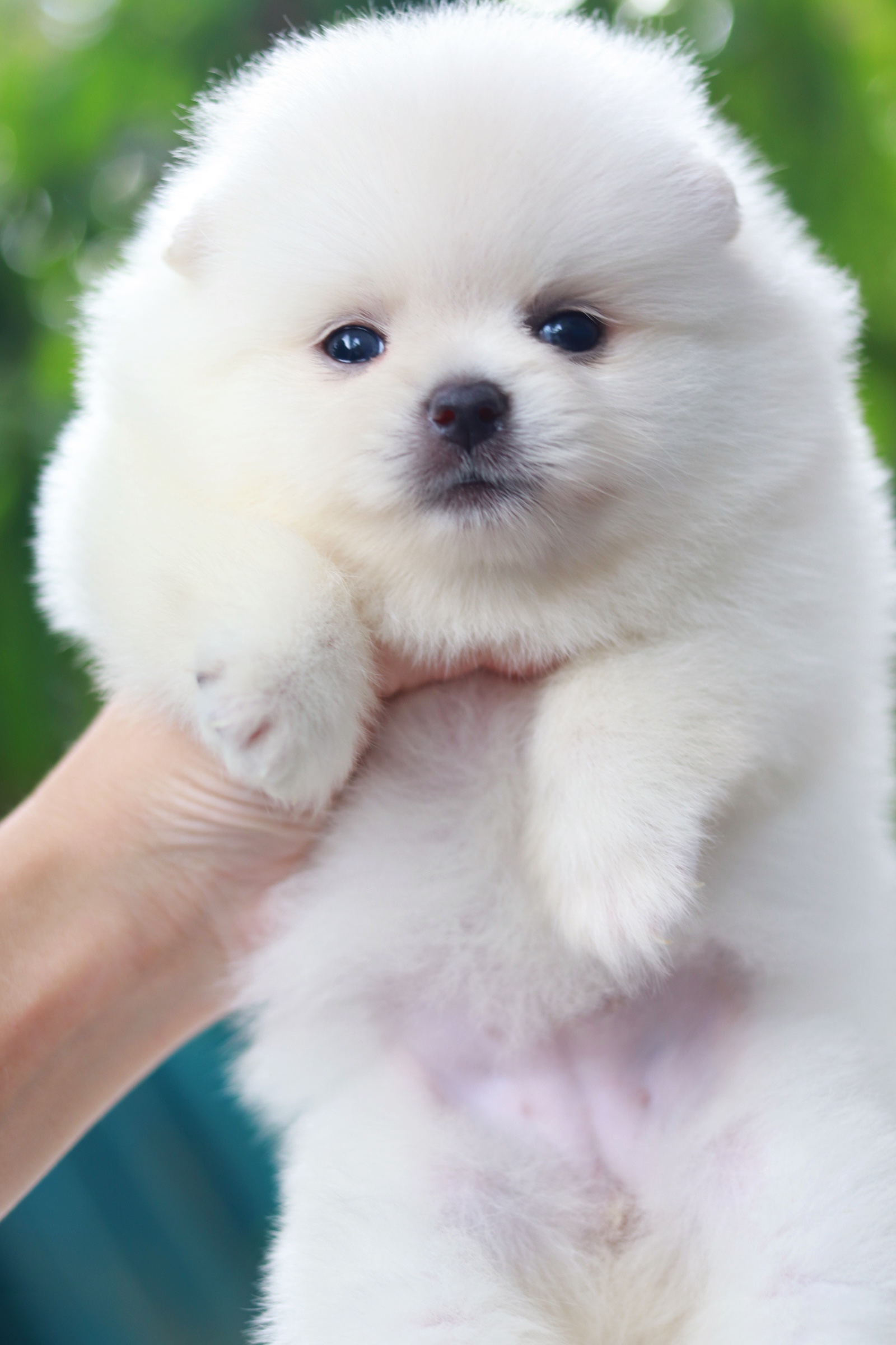 ปอมเมอเรเนียน เพศเมียสีขาวครีมเกรดโชว์