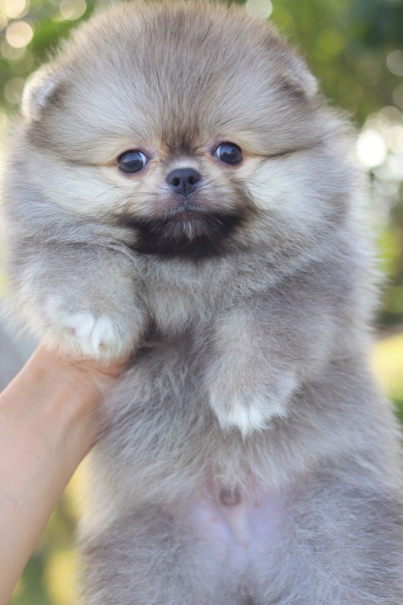 ปอมเมอเรเนียน เพศผู้สีส้มขนแน่น