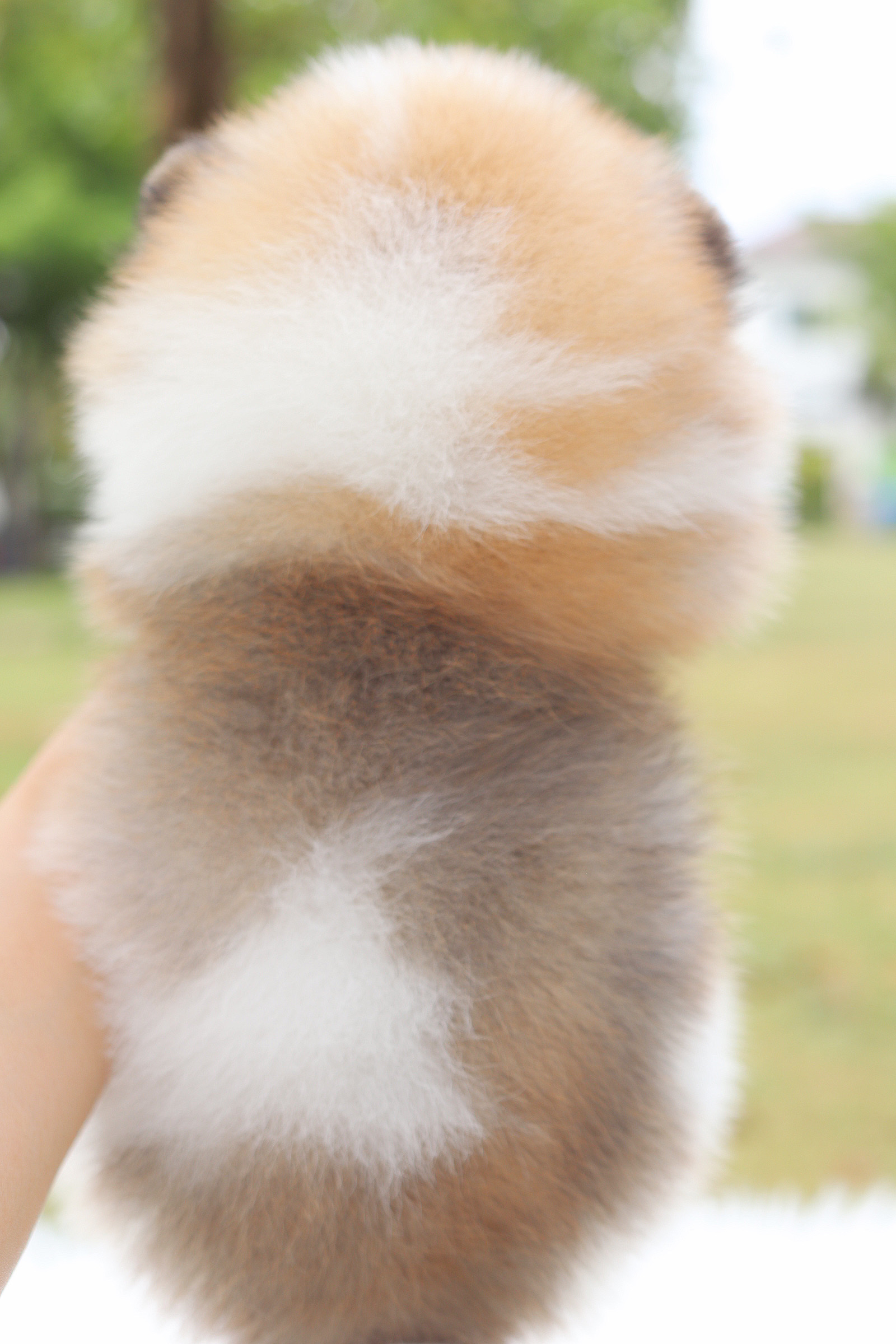 ปอมเมอเรเนียน เพศผู้ สีแฟนซี เกรดโชว์