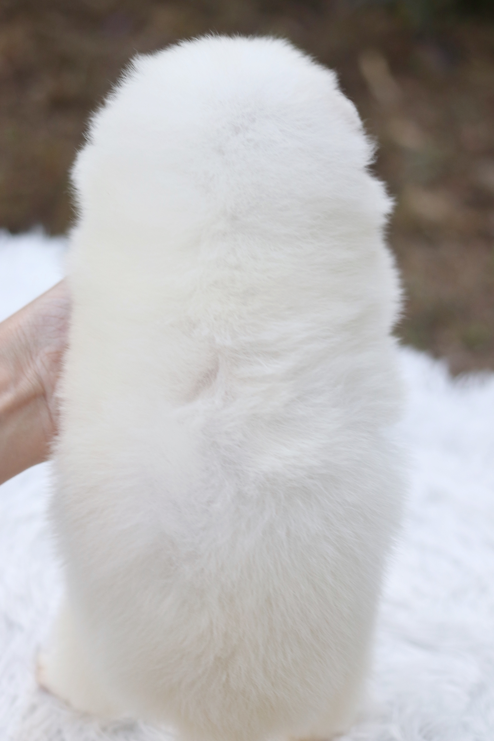 ปอมเมอเรเนียน เพศผู้ สีขาวครีม