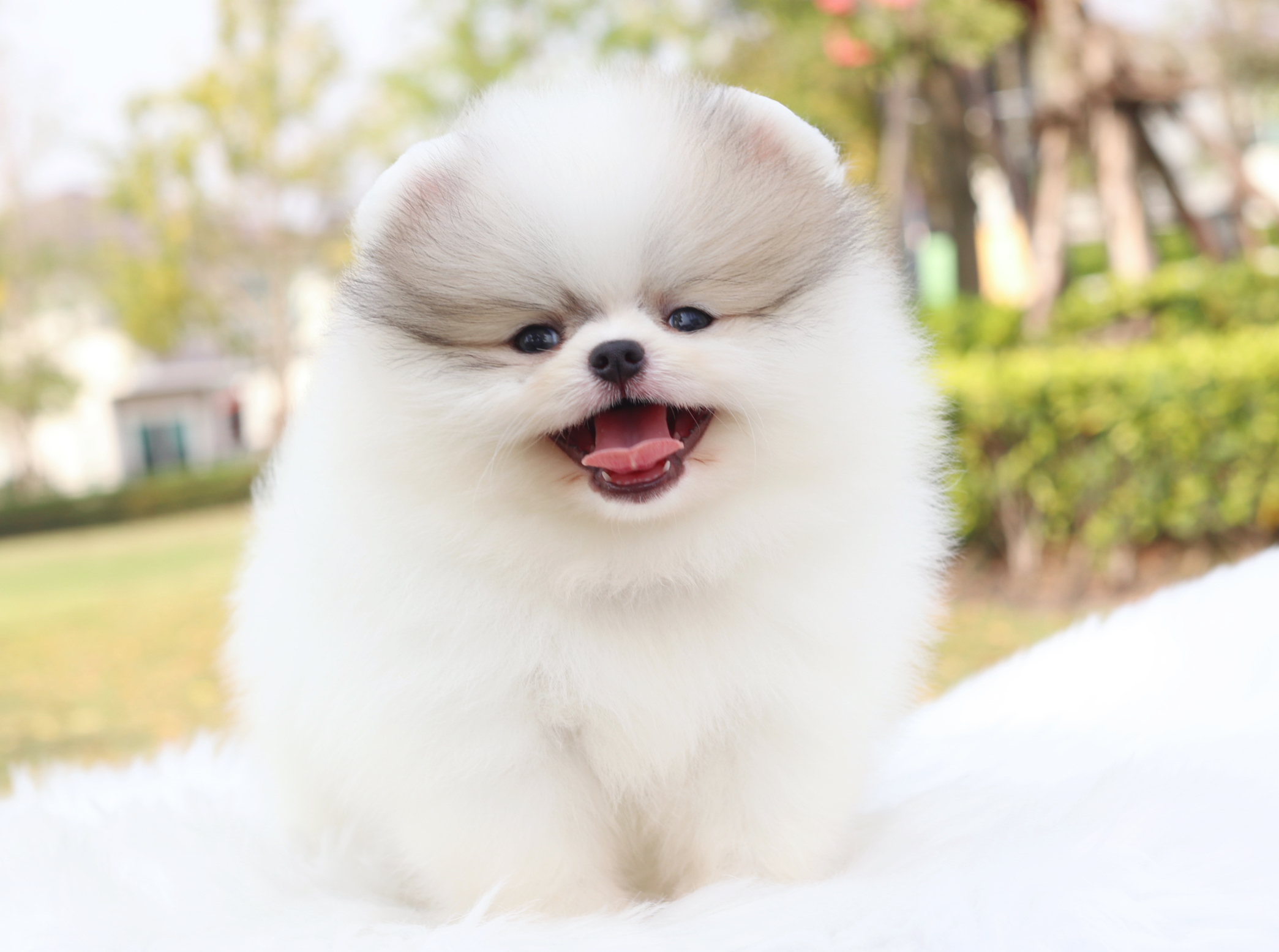 ปอมเมอเรเนียน เพศผู้สีแฟนซีเกรดโชว์