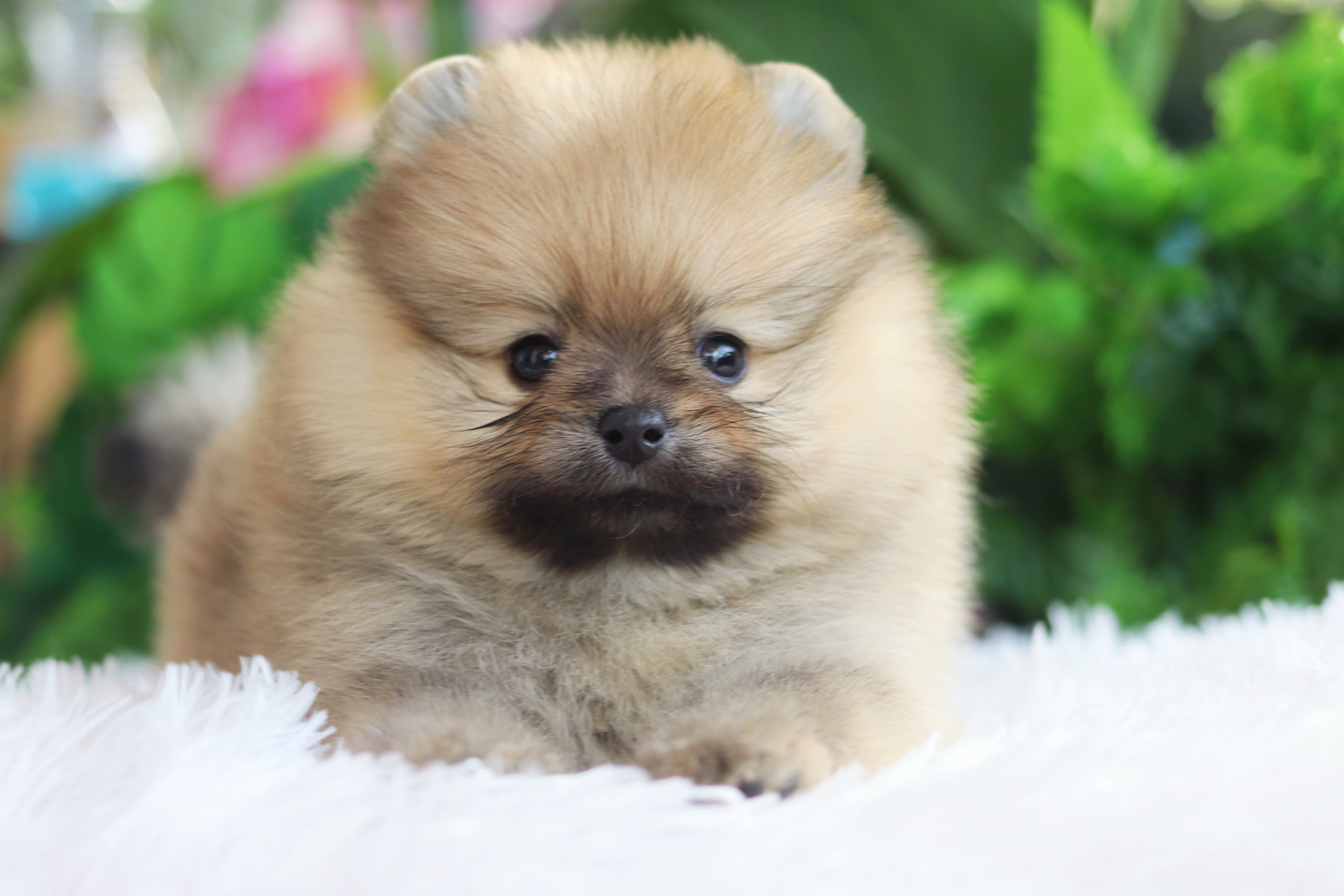 ปอมเมอเรเนียน เพศเมียสีส้มเกรดโชว์