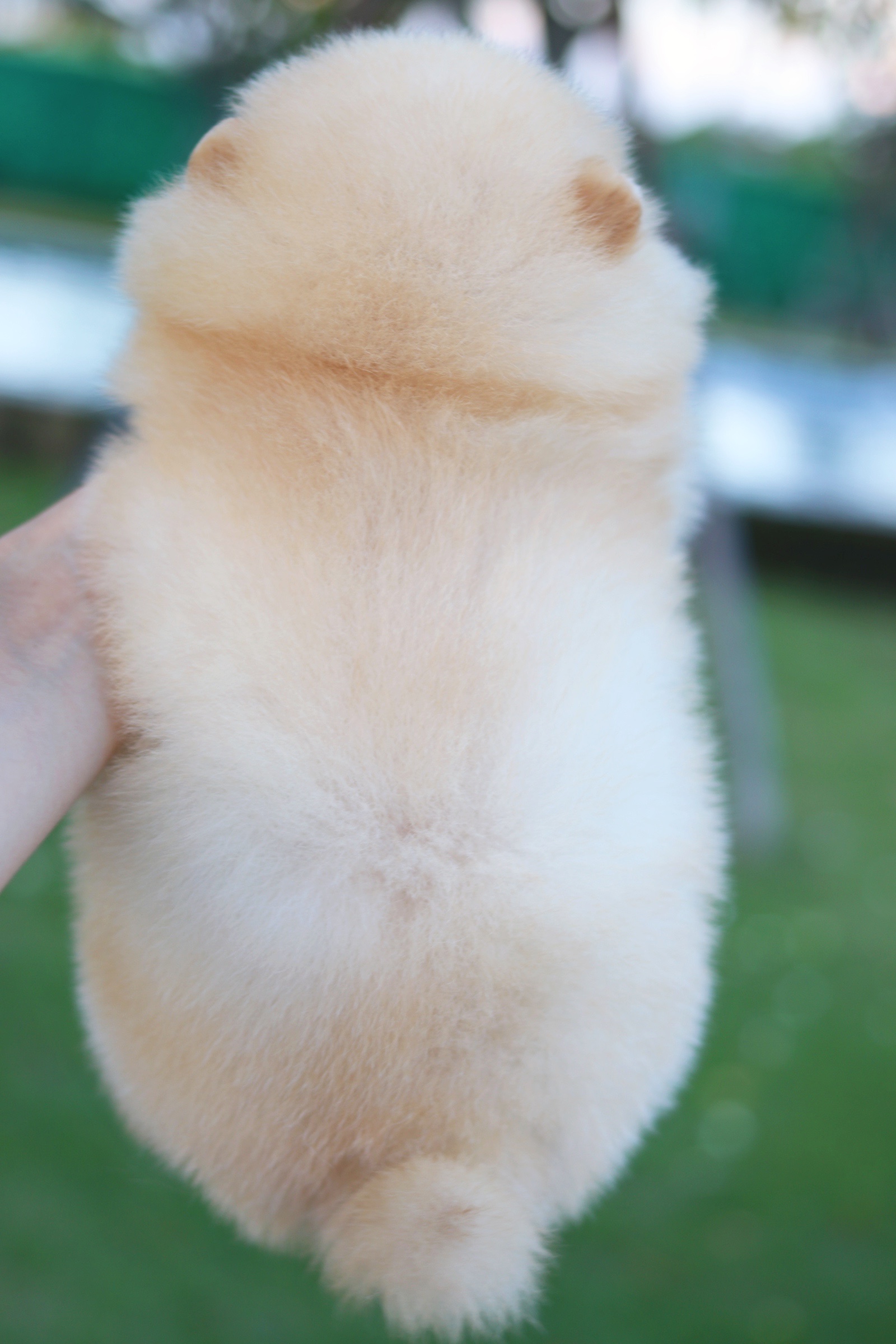 ปอมเมอเรเนียน เพศผู้ สีครีม เกรดโชว์