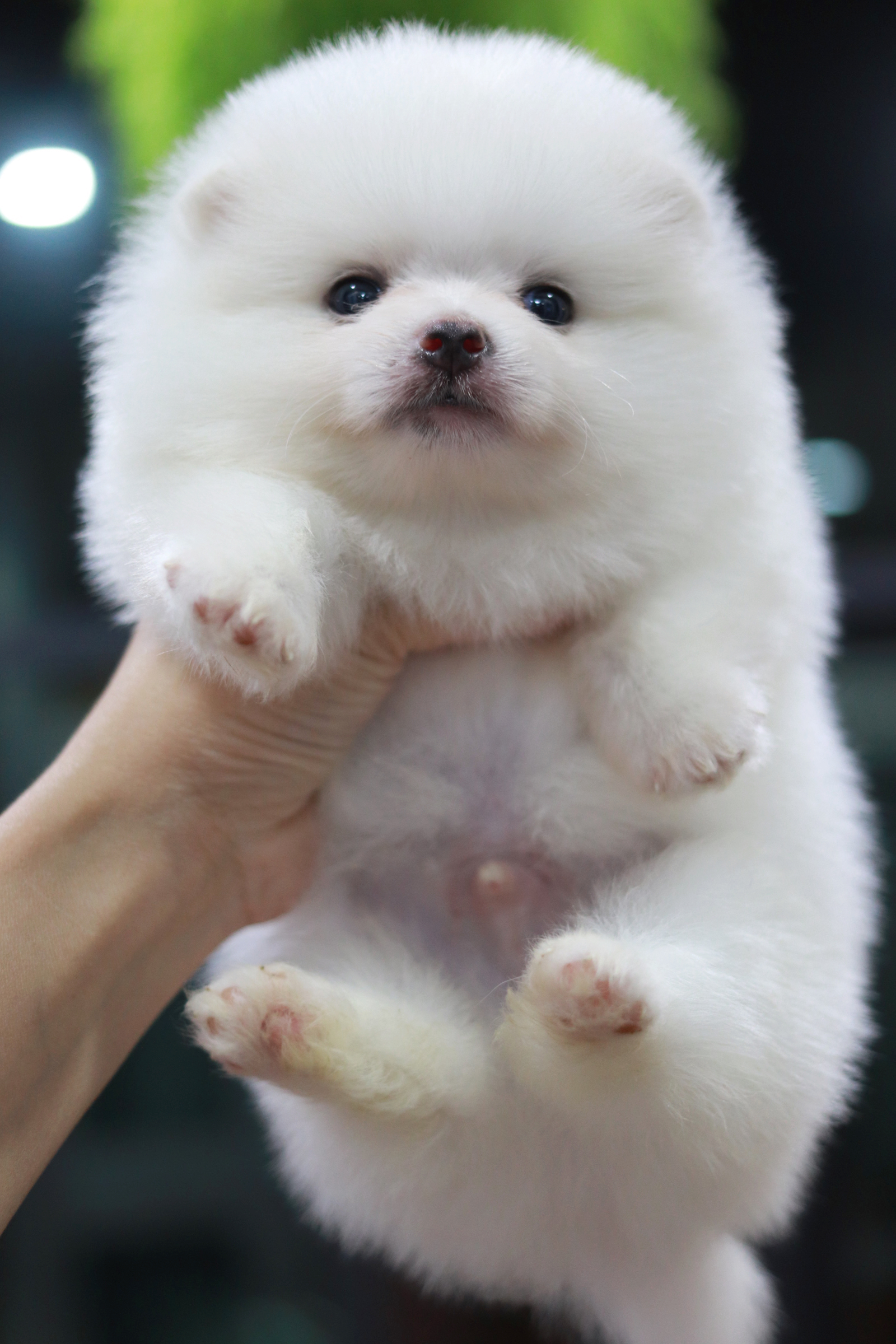 ปอมเมอเรเนียน เพศผู้ ขาว